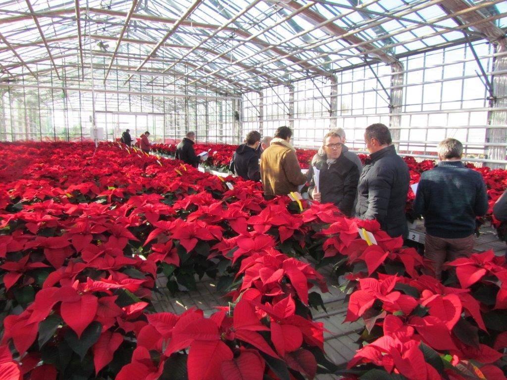 Stella Di Natale Foglie Arricciate.Le Stelle Di Natale Dalle Mille Sfumature Foto 1 Di 8 La Voce Di Rovigo