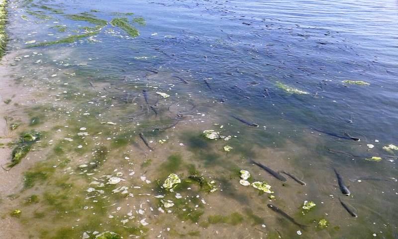 Moria Di Pesci Ai Lidi La Voce Di Rovigo