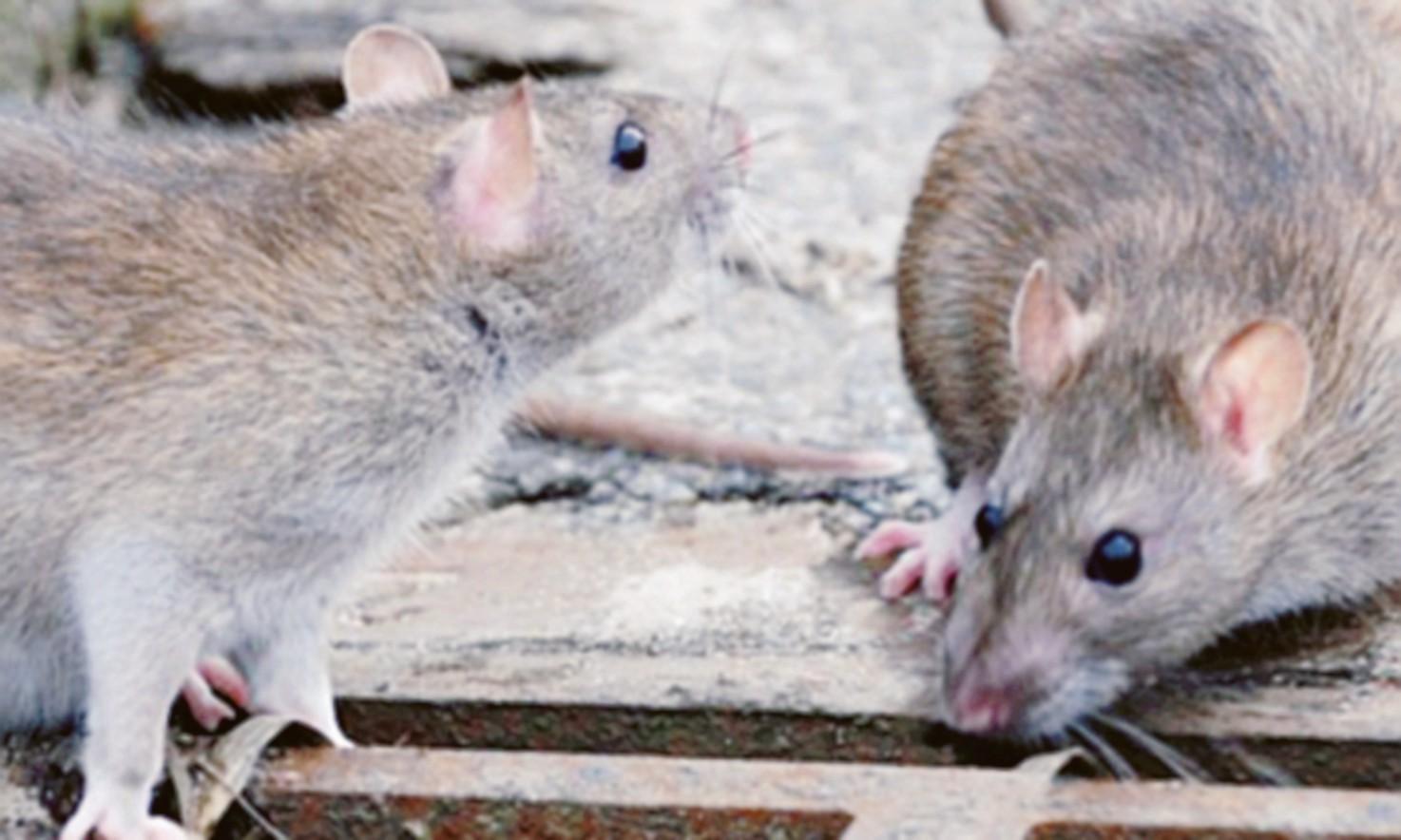 Allarme Per I Topi In Pieno Centro La Voce Di Rovigo