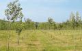 Alberi gratis, c’è tempo fino al 30