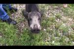 Cinghiale a spasso per le vie della citt&agrave;.