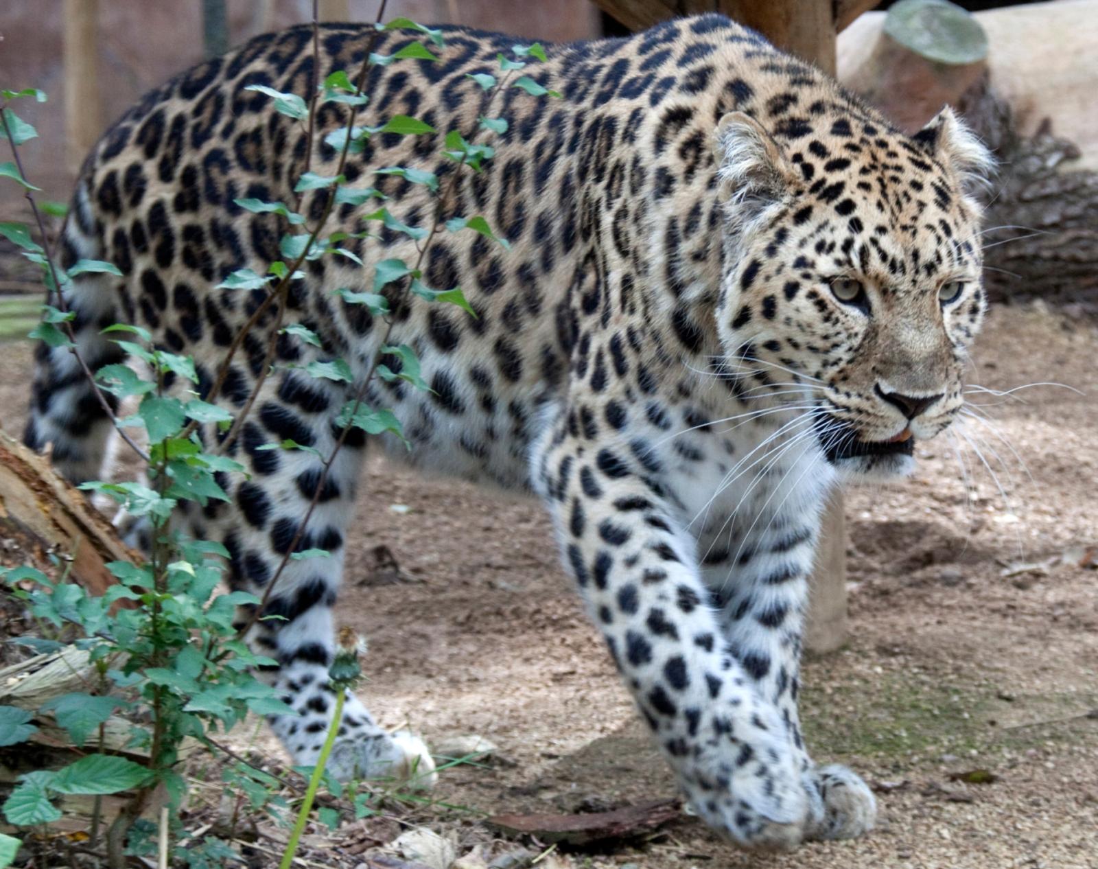 Provano a salvare un leopardo che poi  muore di tumore