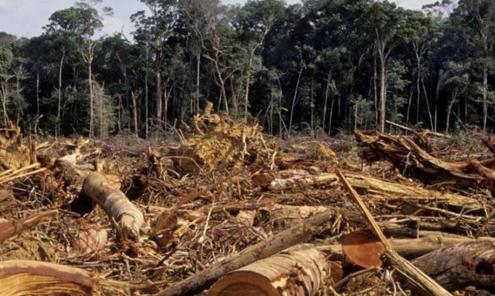 Disboscamento nel Parco del Delta: doppia condanna