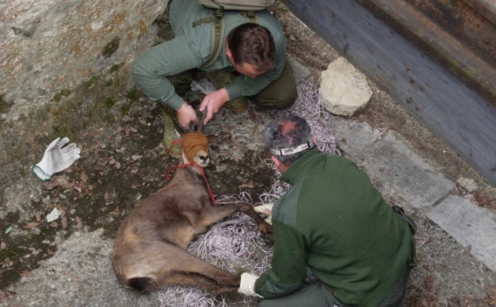 Capriolo ucciso e gettato in mare