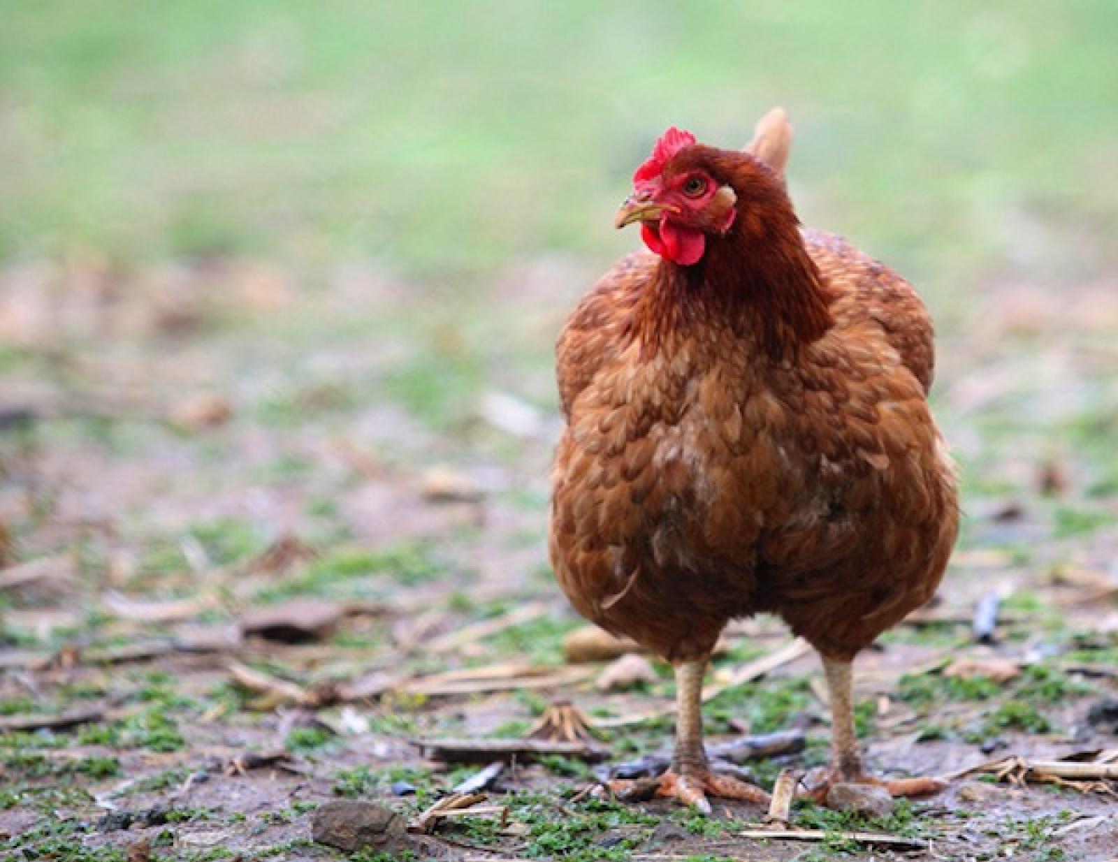Gallina uccisa da studenti bulli