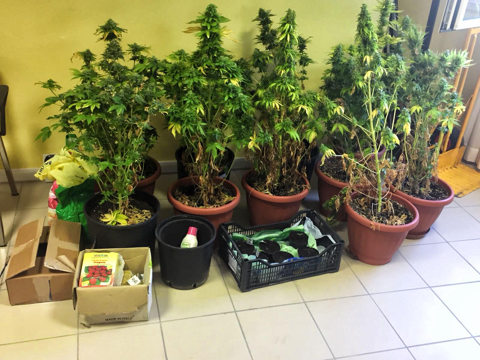 14 piante di marijuana in camera da letto