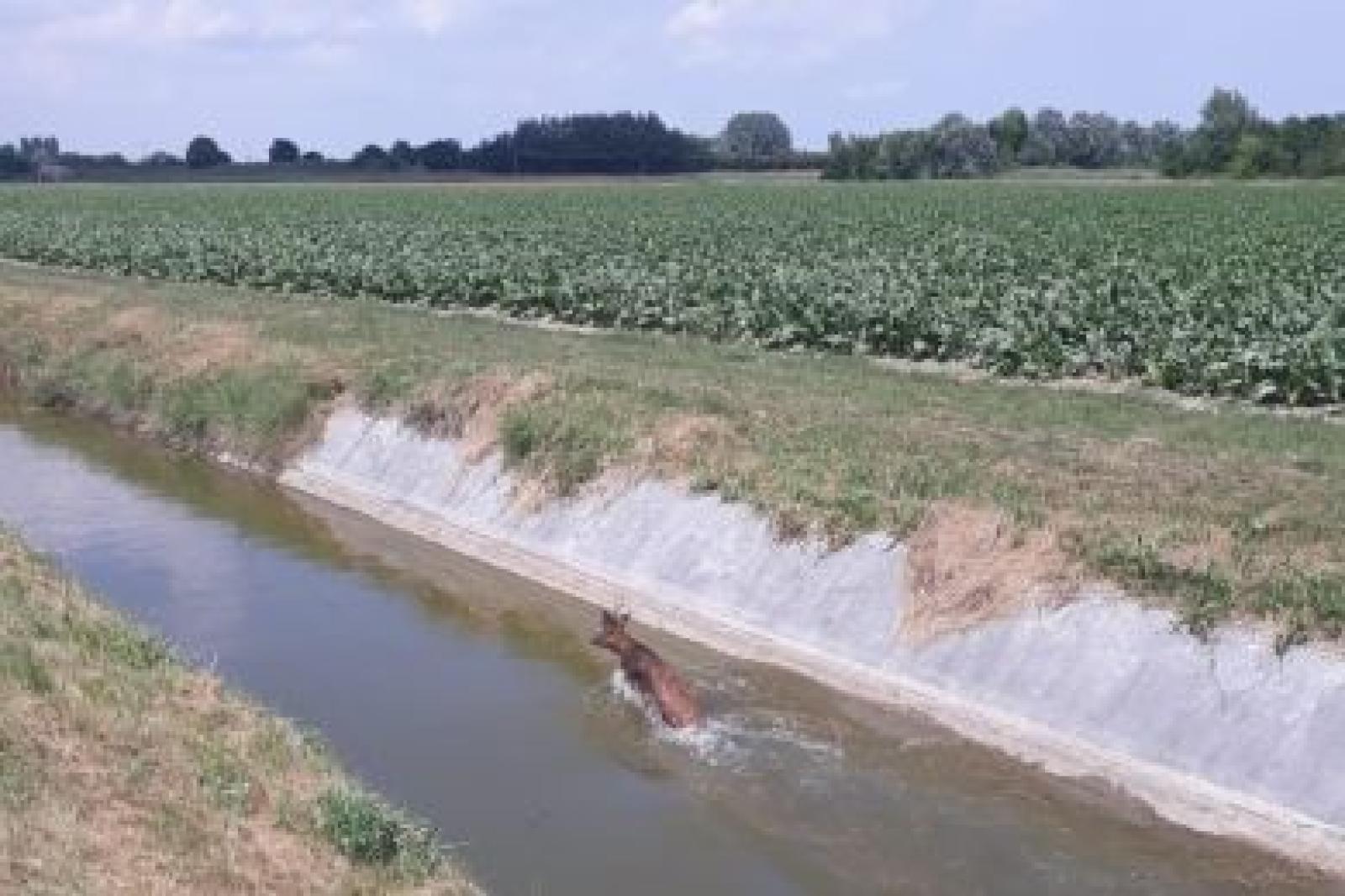 Daino incastrato nel canale, salvato dai vigili del fuoco