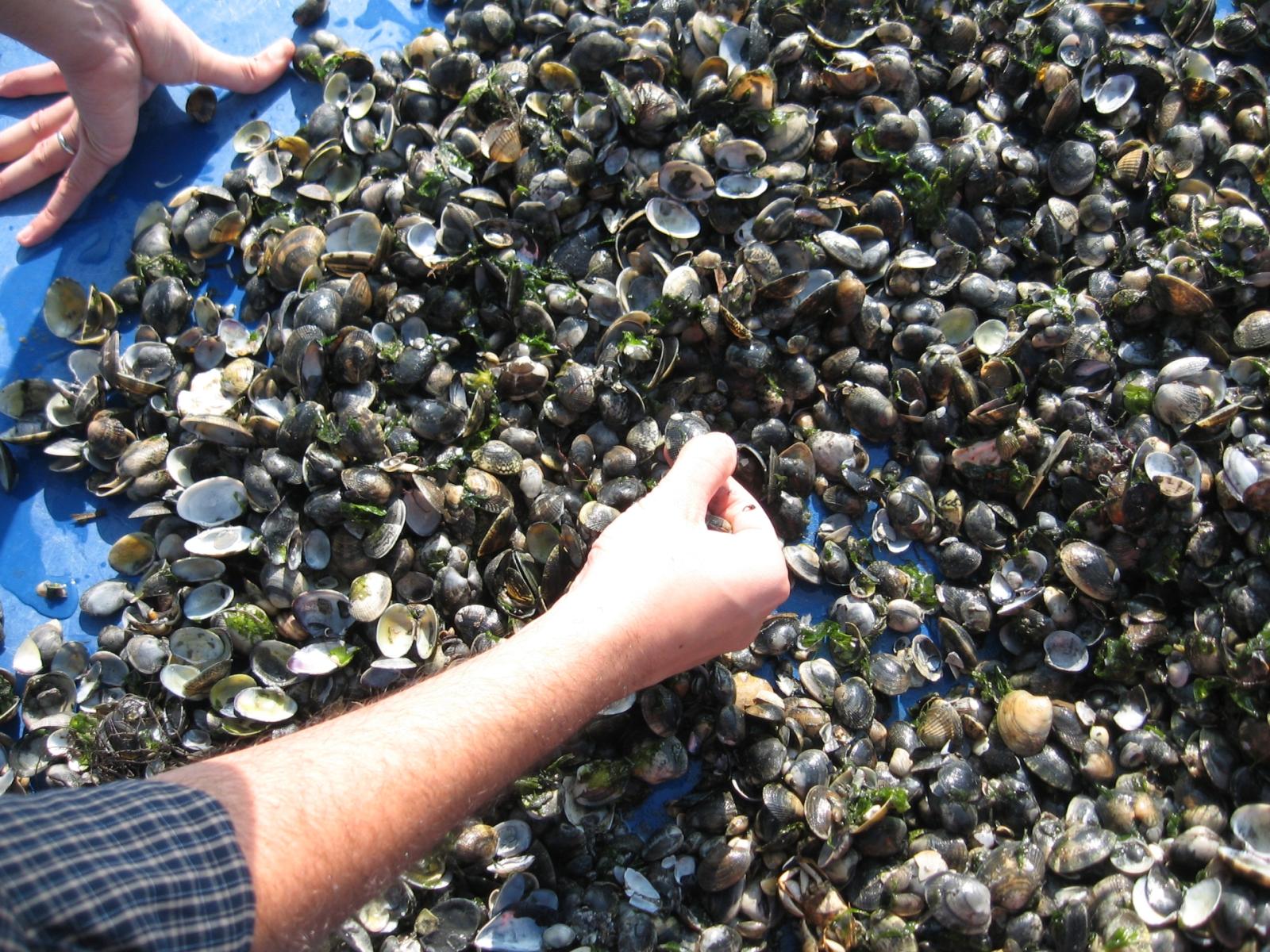 Pfas, nessun allarme per le nostre vongole