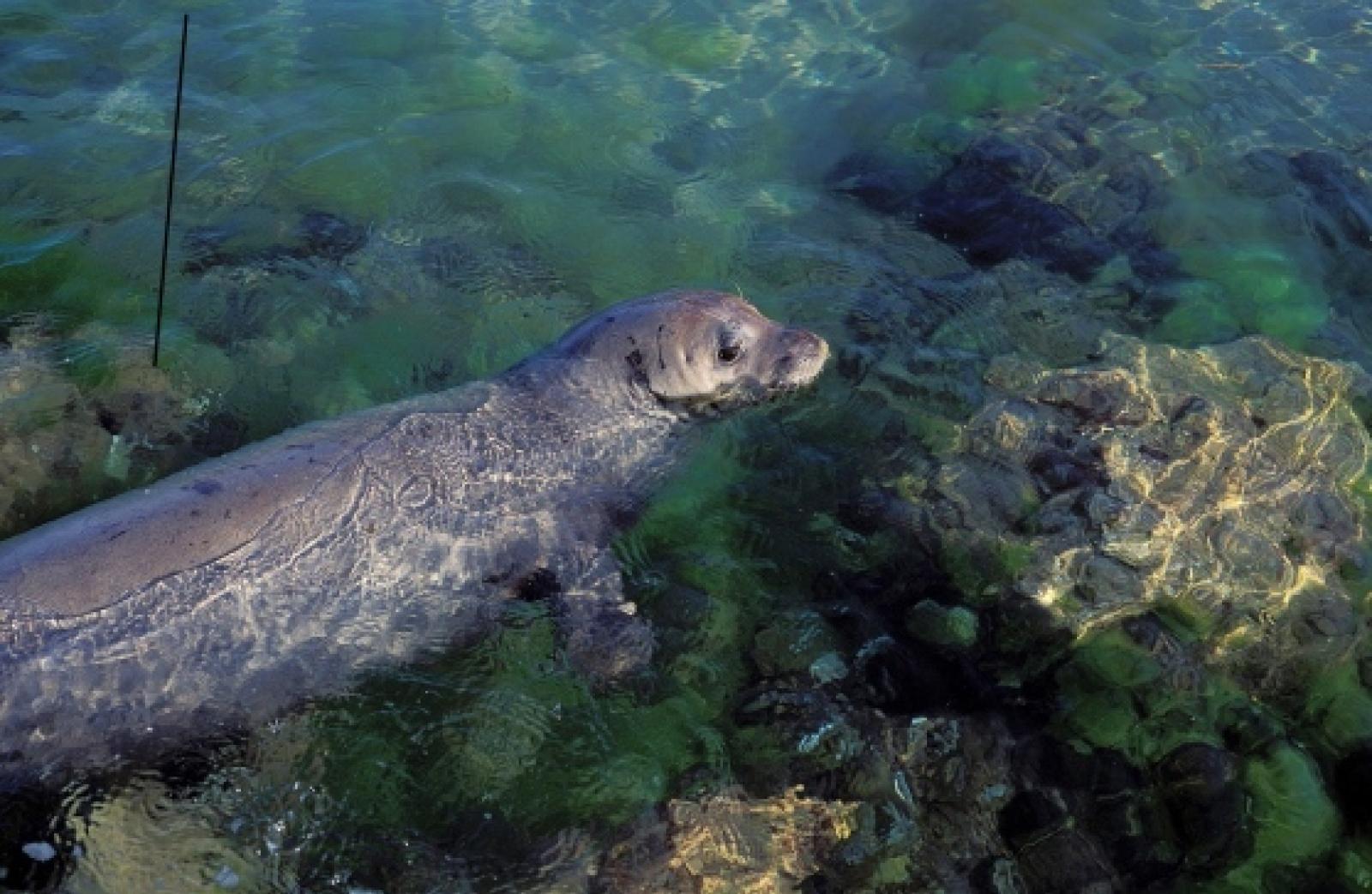 Fantastico incontro con una foca monaca a Chioggia