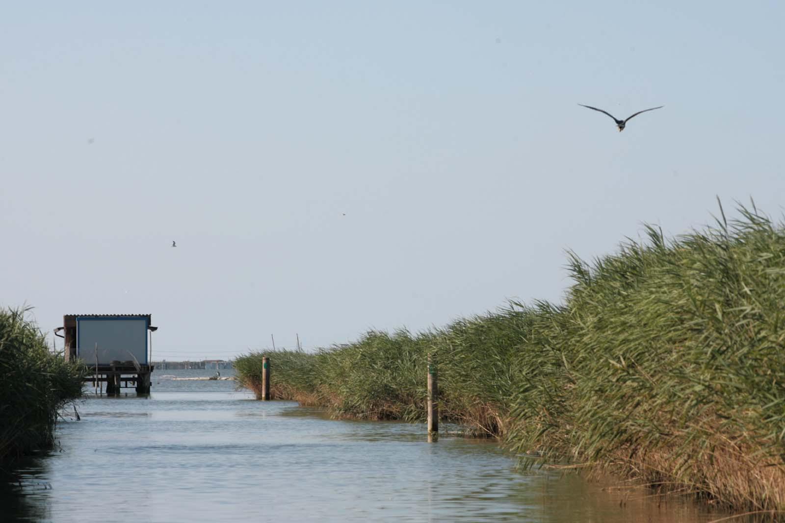 Un'alleanza contro il bracconaggio nel Po