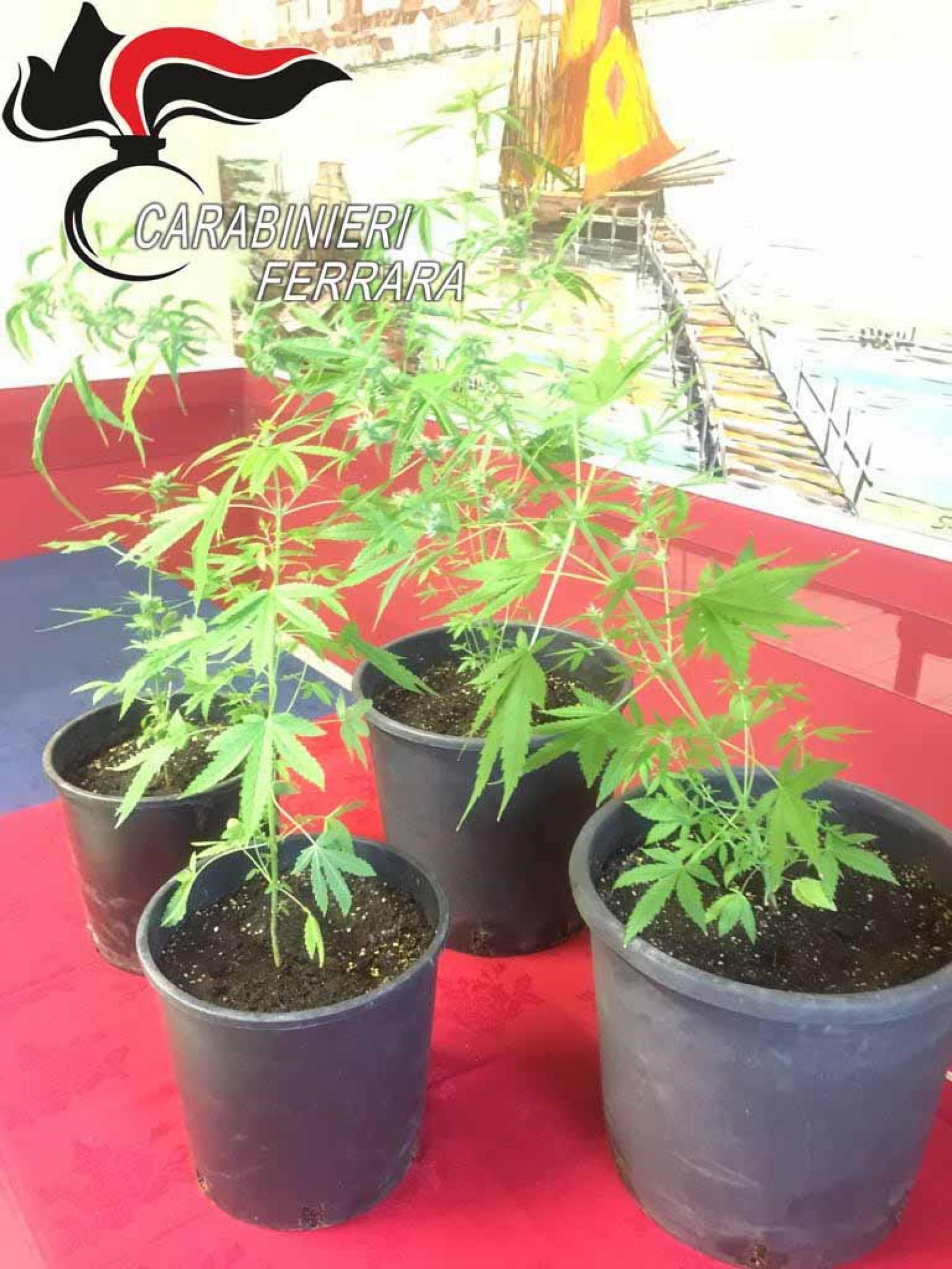 Giovane arrestato, aveva una mini serra per la marijuana in casa