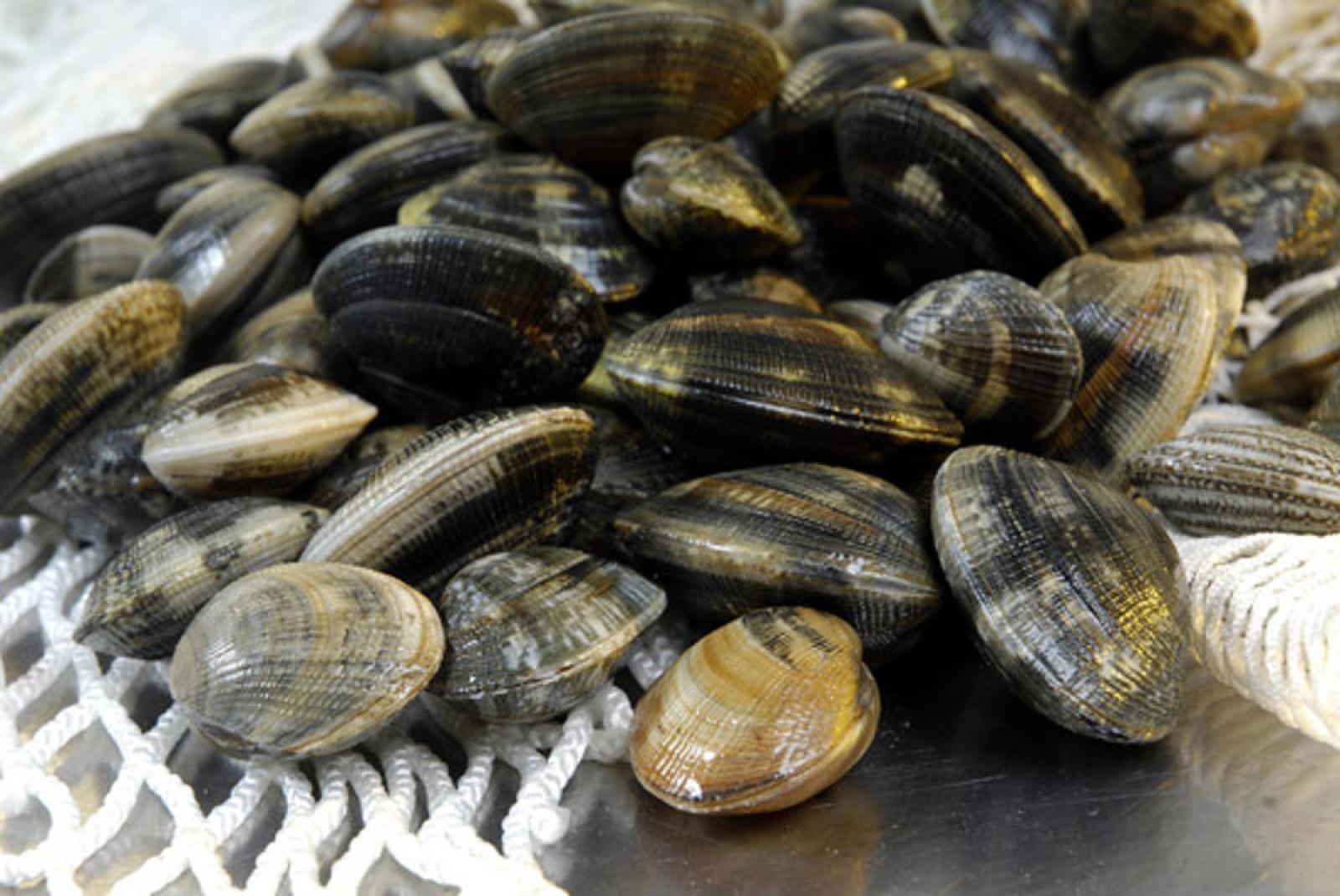 Pesca abusiva di vongole: maximulta