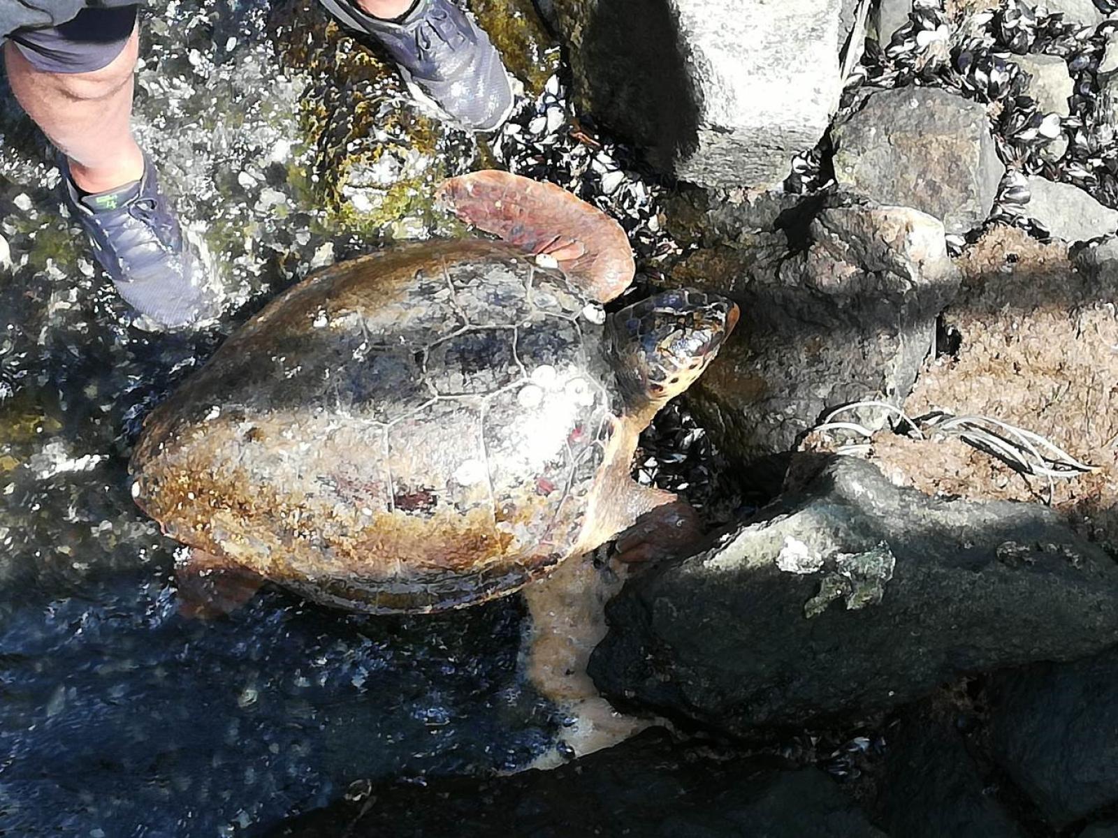 La caretta caretta torna a sperare