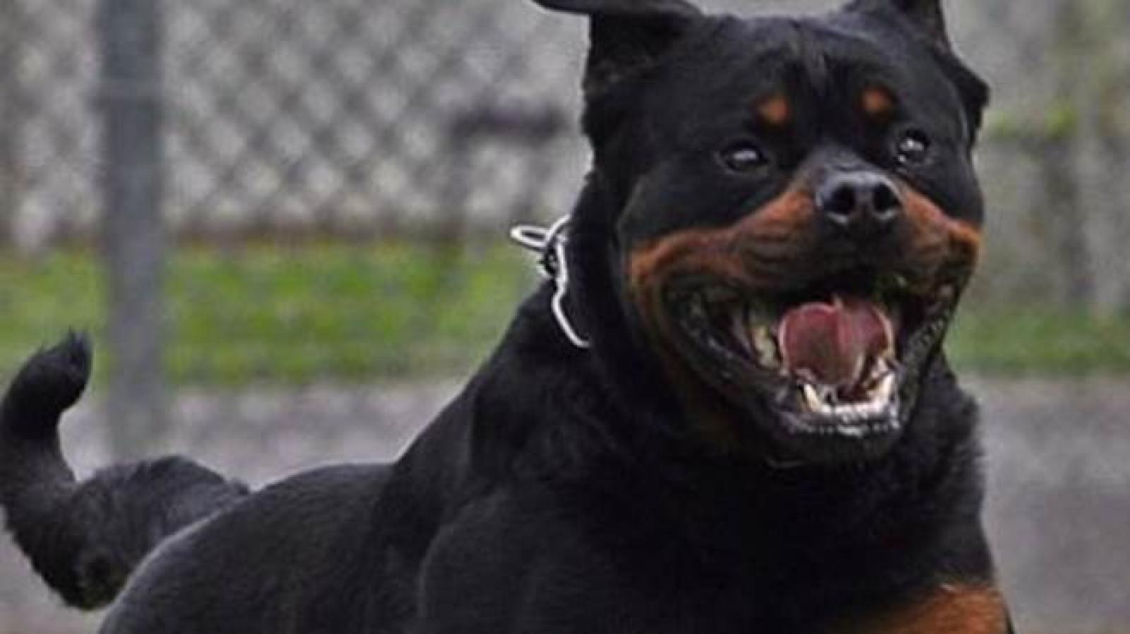 Rottweiler pericoloso, il Comune ne ordina il trasferimento in canile