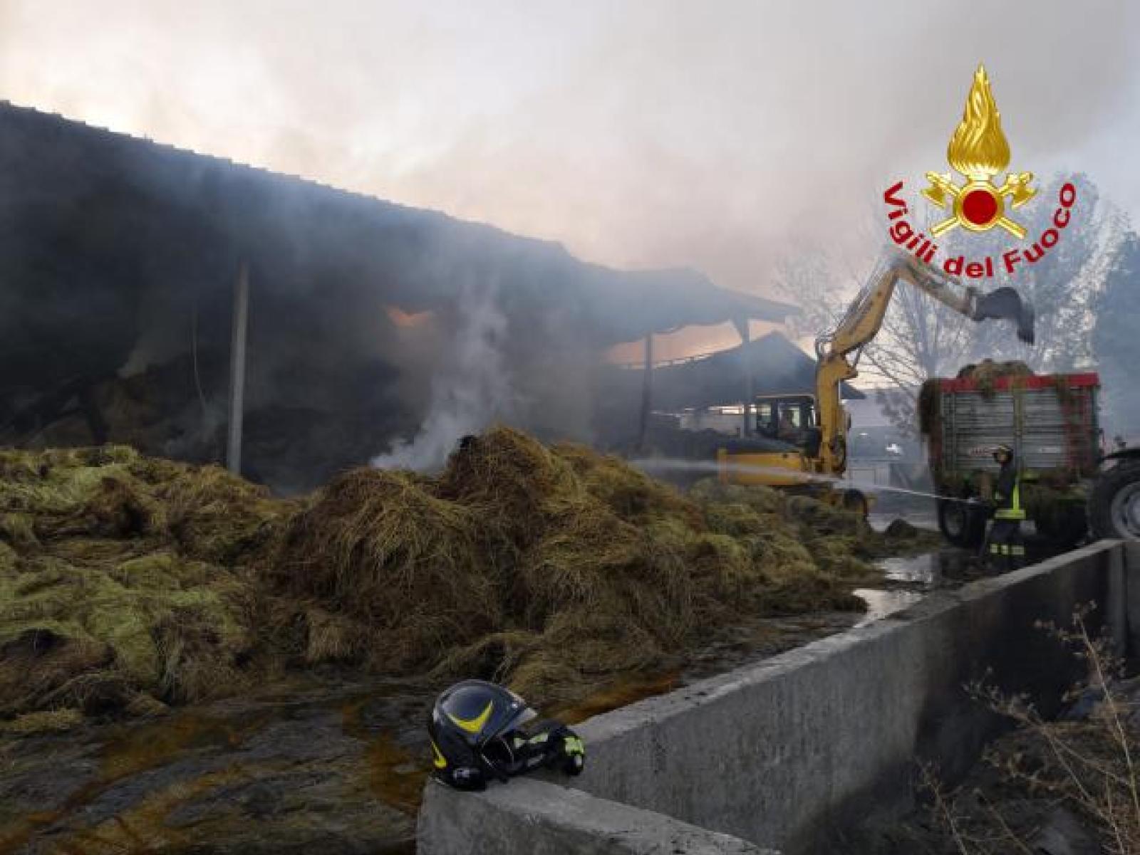 Fiamme nell'azienda agricola: morte alcune mucche e danni ingenti