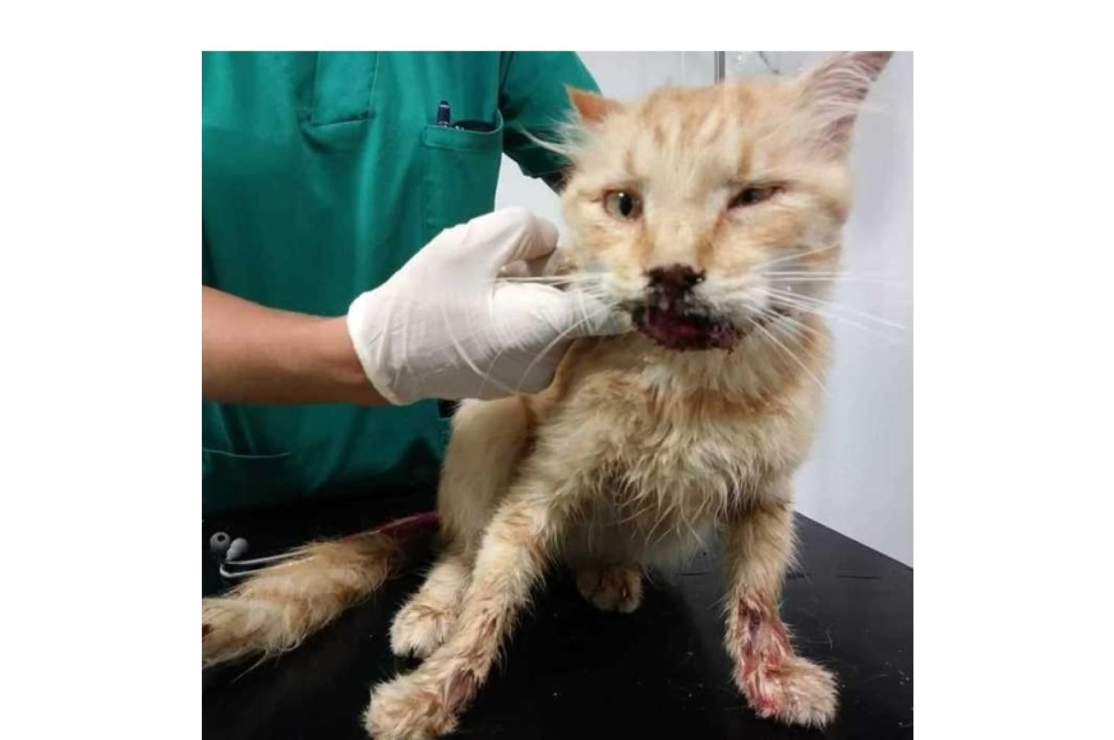 C'&egrave; in giro un maniaco che fa a pezzi i gatti e poi espone i suoi macabri trofei