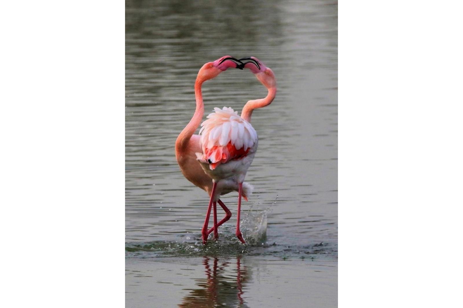 Senza parole, una foto splendida dal Delta del Po