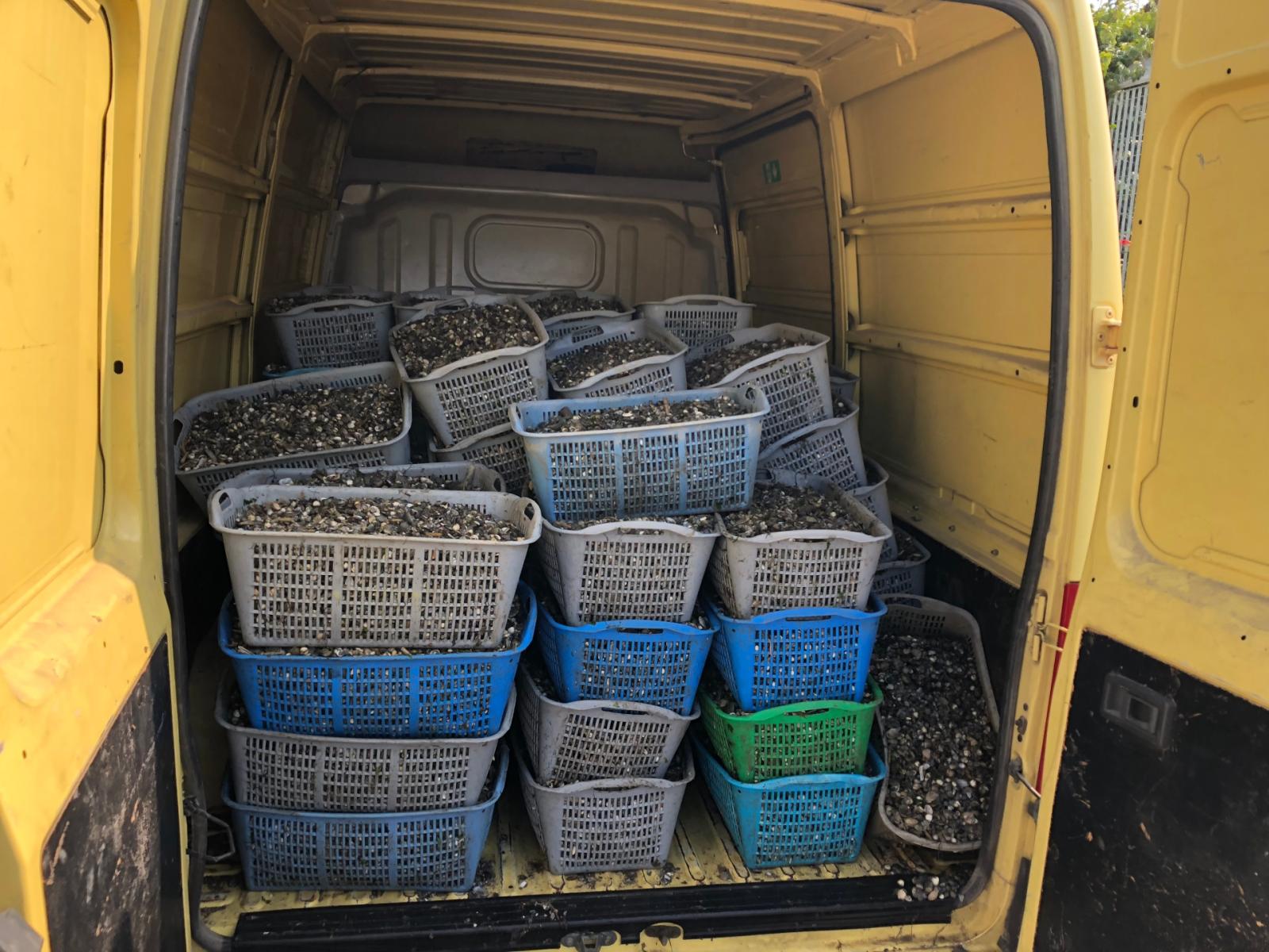 Vongole (Foto di repertorio)