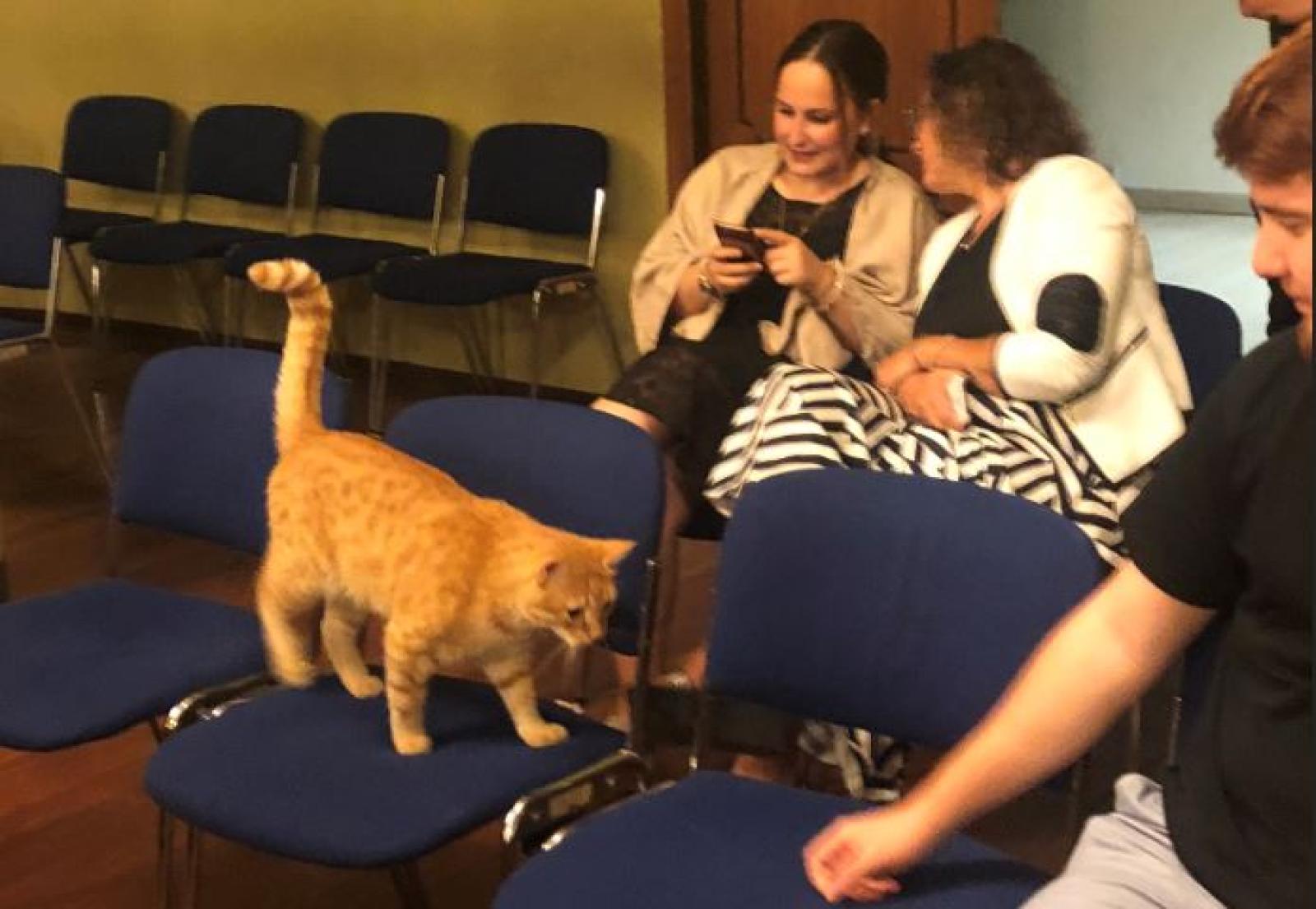 Gatto Rossini irrompe in consiglio comunale