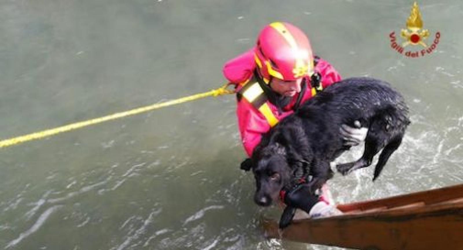 Era caduto nel fiume, cane salvato dai vigili del fuoco