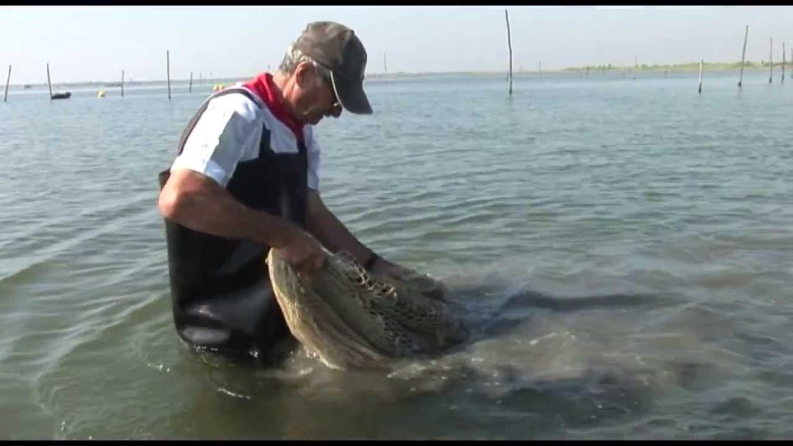 La valorizzazione dei molluschi nel progetto Sosiaq