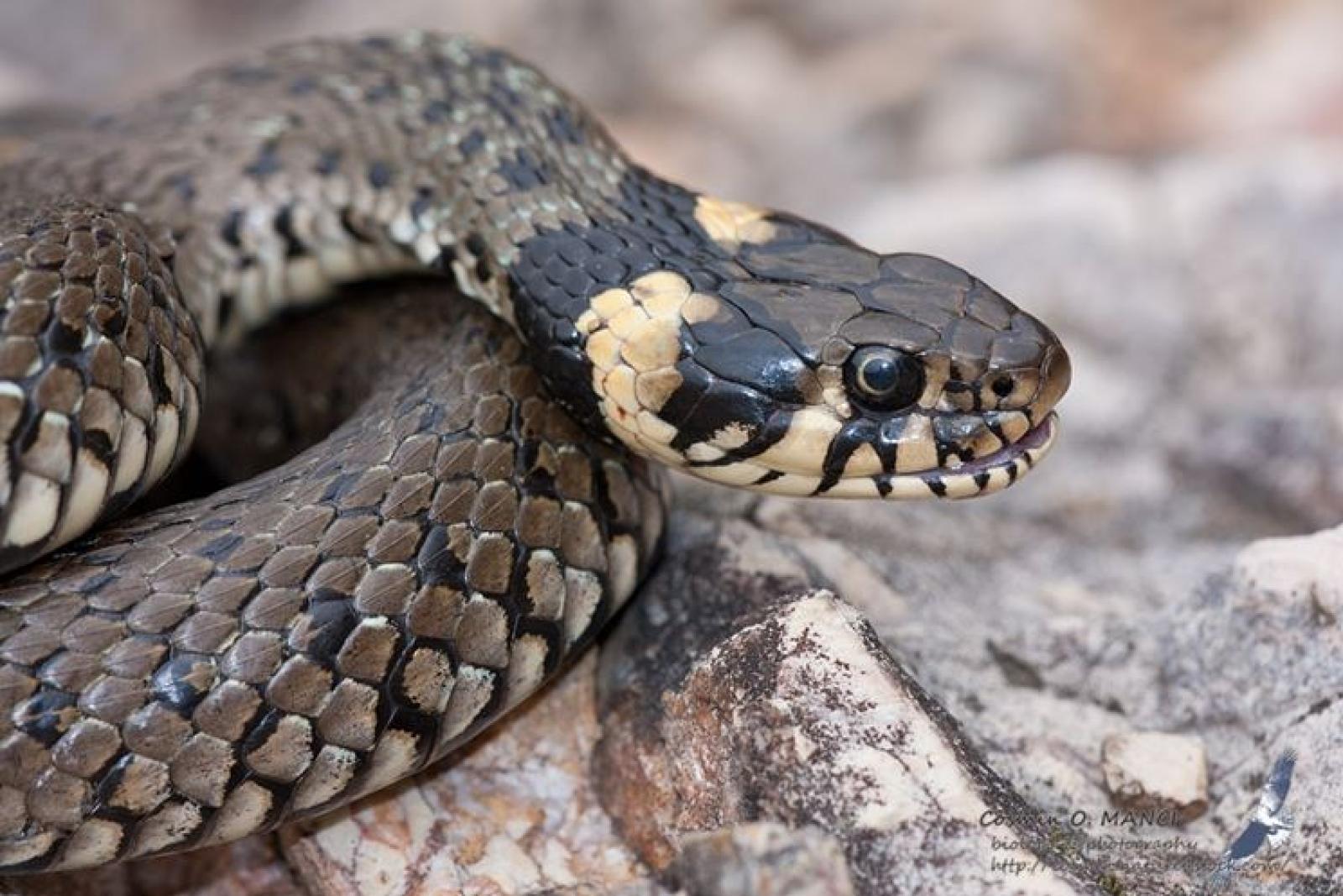 Bisce nella scuola materna: l'allarme