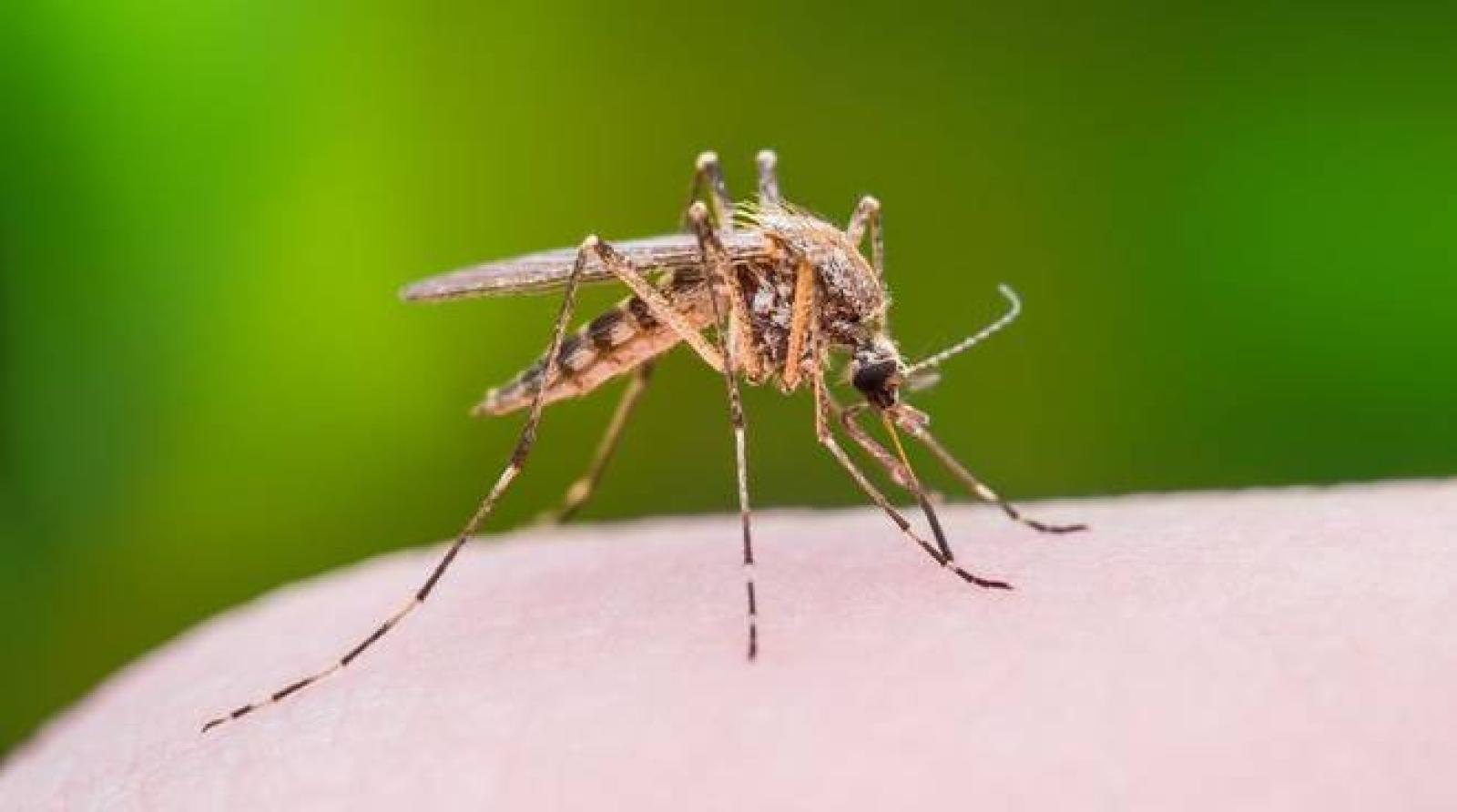 Altri due casi di West Nile in Polesine