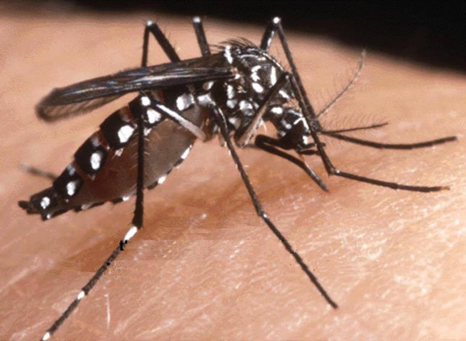 Primo caso di Dengue in Polesine