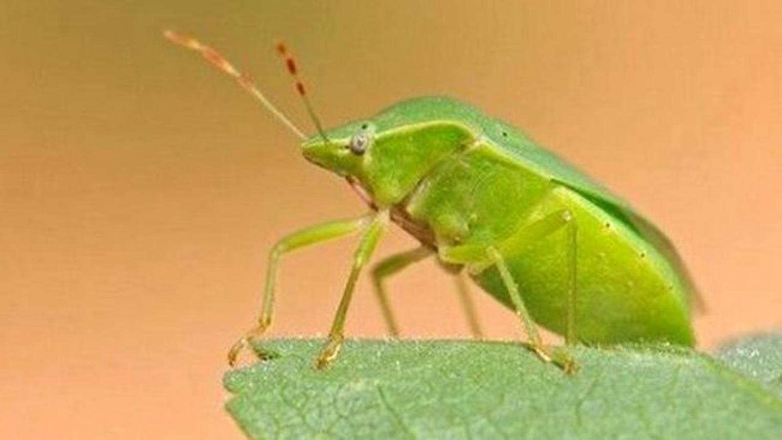 Paesi invasi dalle cimici, e scatta la petizione: basta coltivazioni di soia 