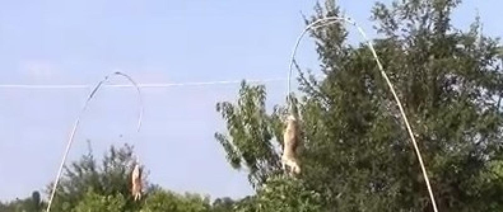 Conigli morti impiccati