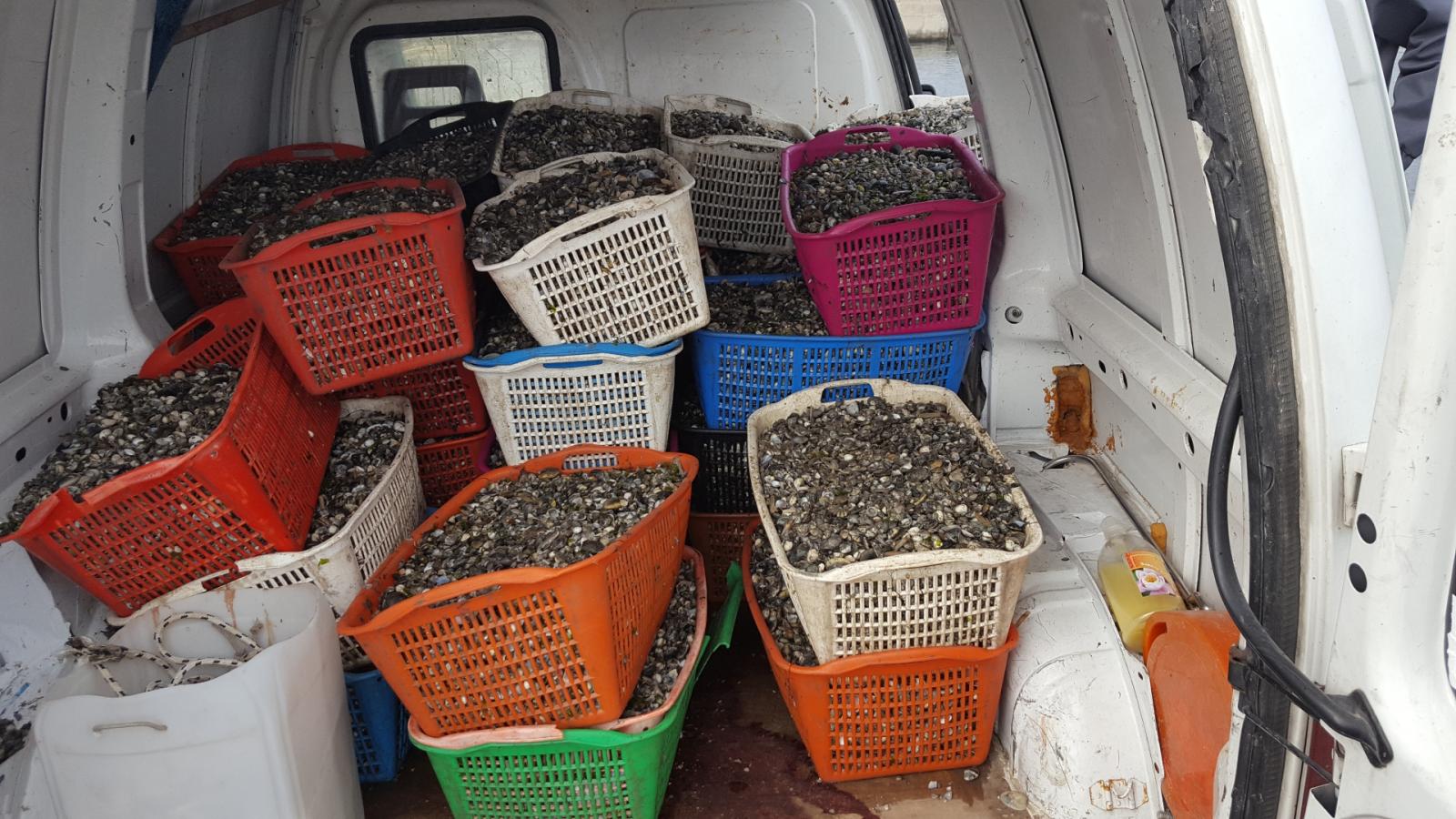 Trasporta 1.200 chili di vongole abusive: beccato e stangato