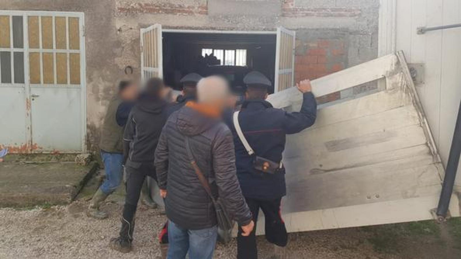 Tentano di rubare il bestiame ma un manzo riesce a scappare e si rifugia in un garage