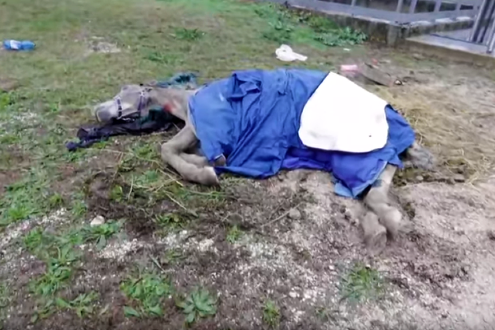 Cavalli abbandonati in fin di vita, interviene la nipote di Berlusconi