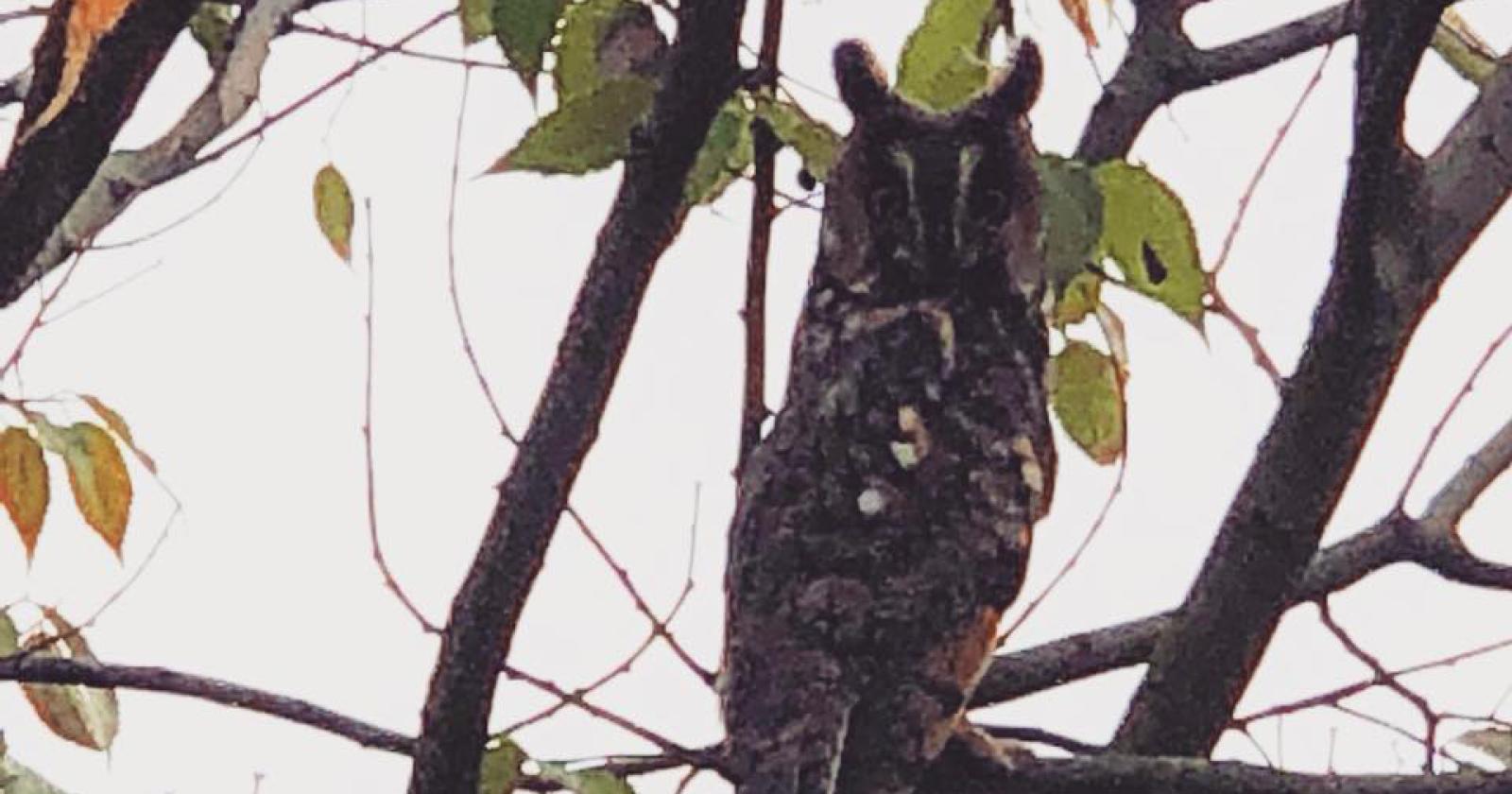 Bambini pazzi... per i gufi!