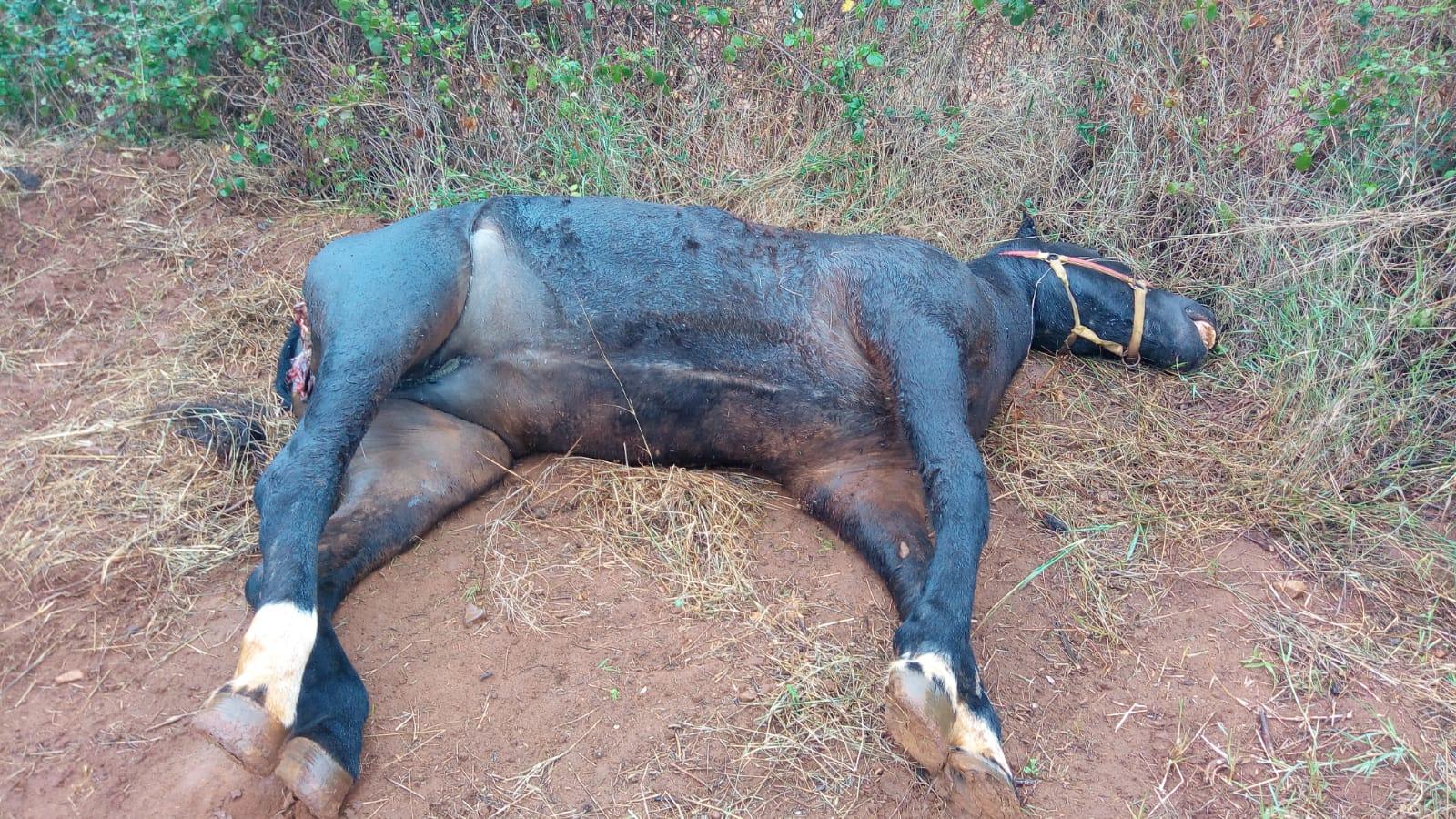 Trovato un altro cavallo morto