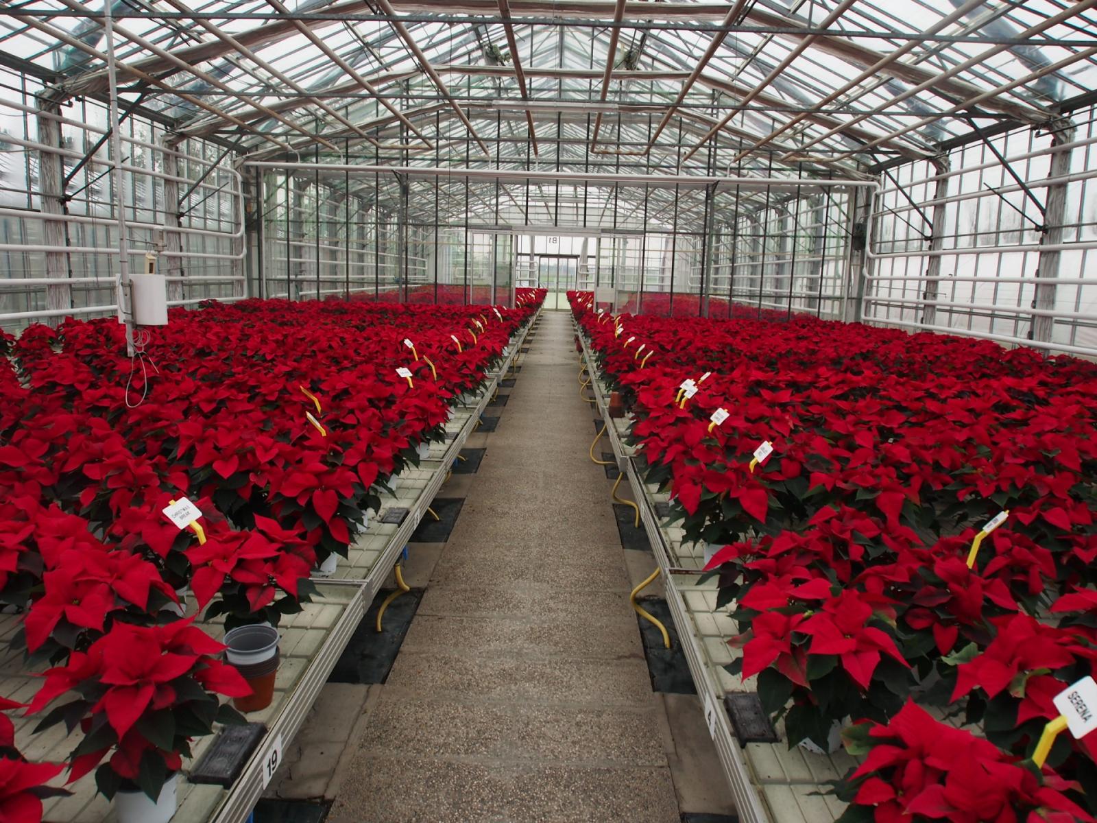 Nuovo Dpcm: riparte la vendita di piante e fiori, salve 10 milioni di stelle di Natale