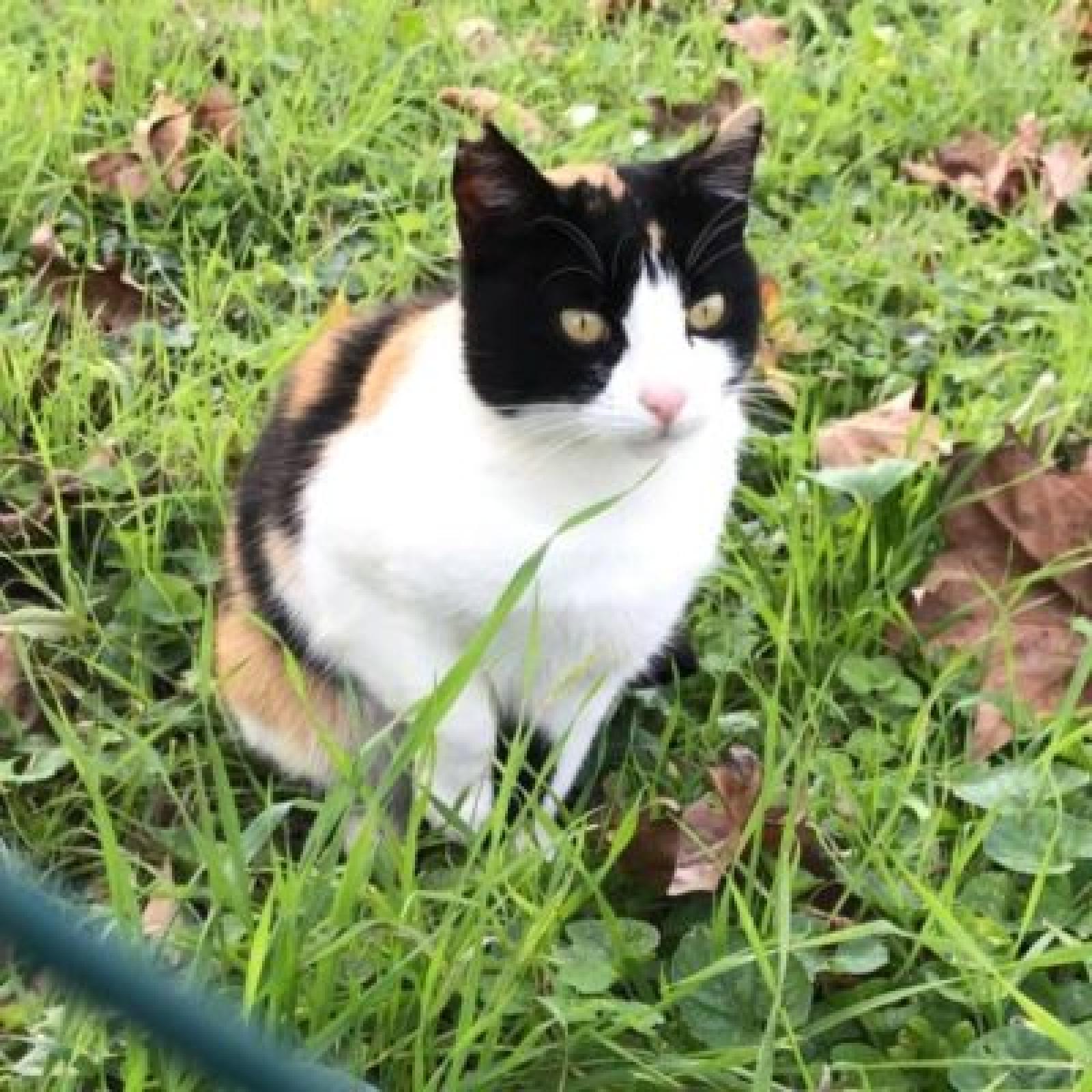 Gatta uccisa con un&rsquo;arma da fuoco