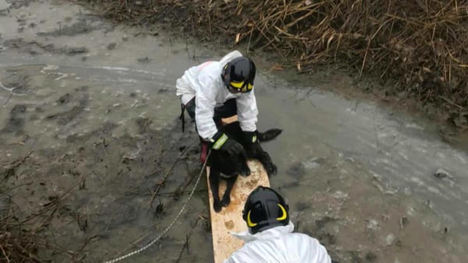Cane finisce nel canale prigioniero di fango e gelo: lo salvano i vigili del fuoco