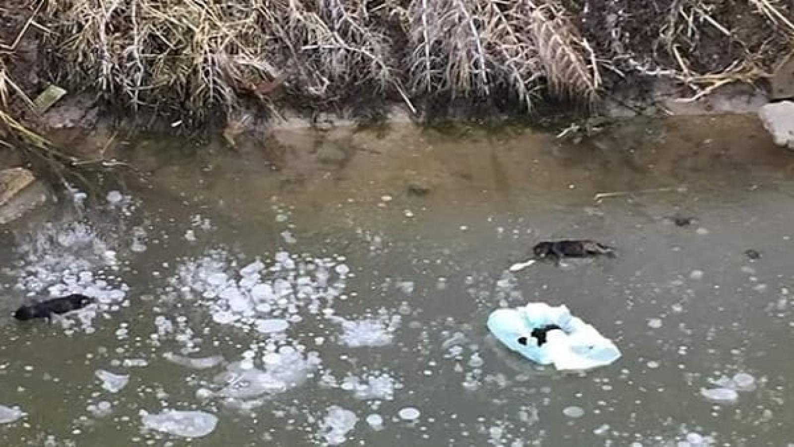 Orrore, cuccioli gettati in un fosso muoiono incastrati nel ghiaccio