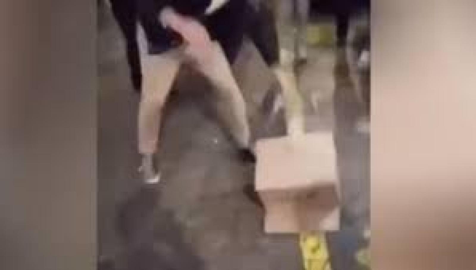 Torturano una gallina e postano il video su Instagram