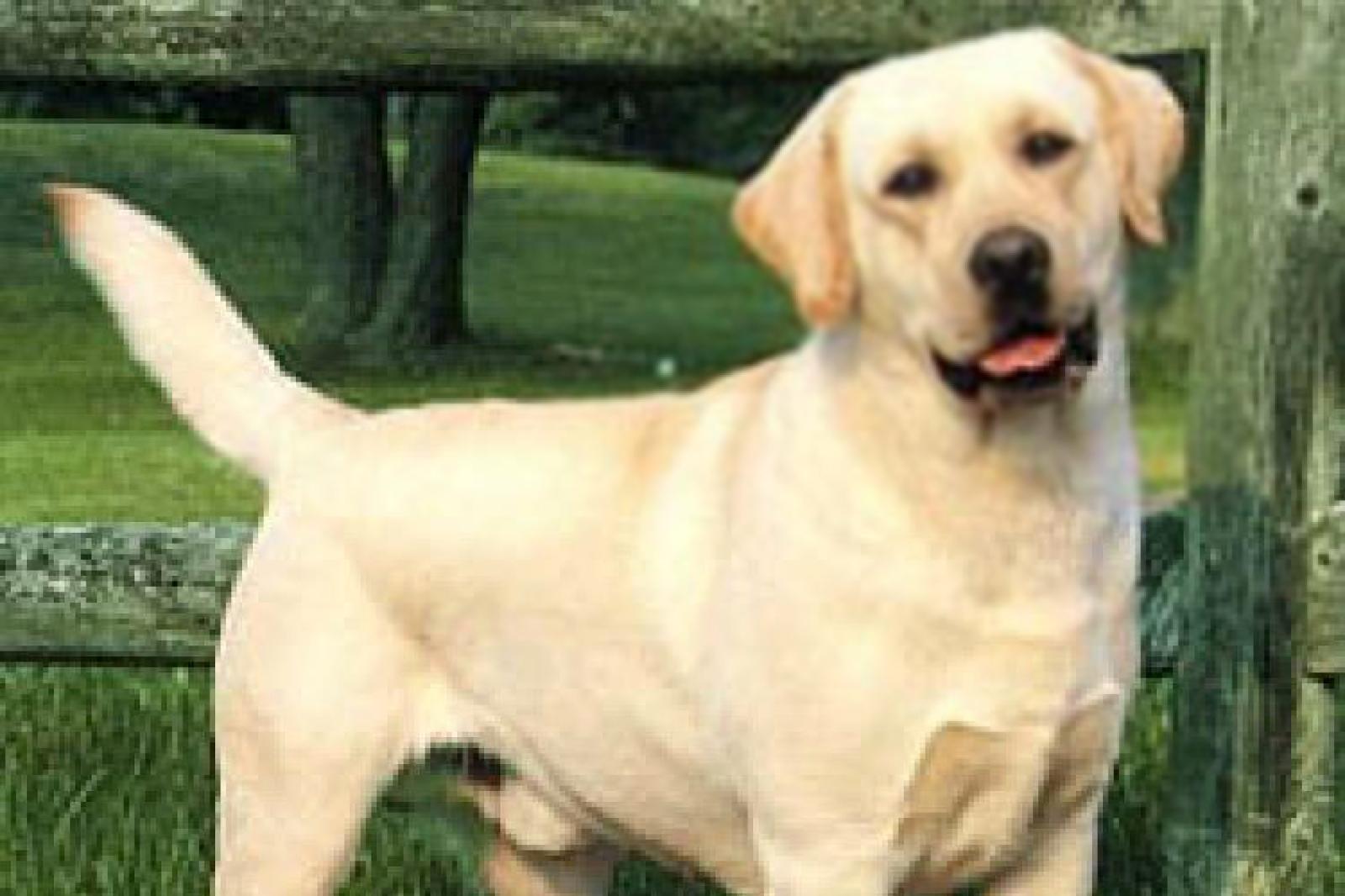 Avvelenati perch&eacute; abbaiavano troppo