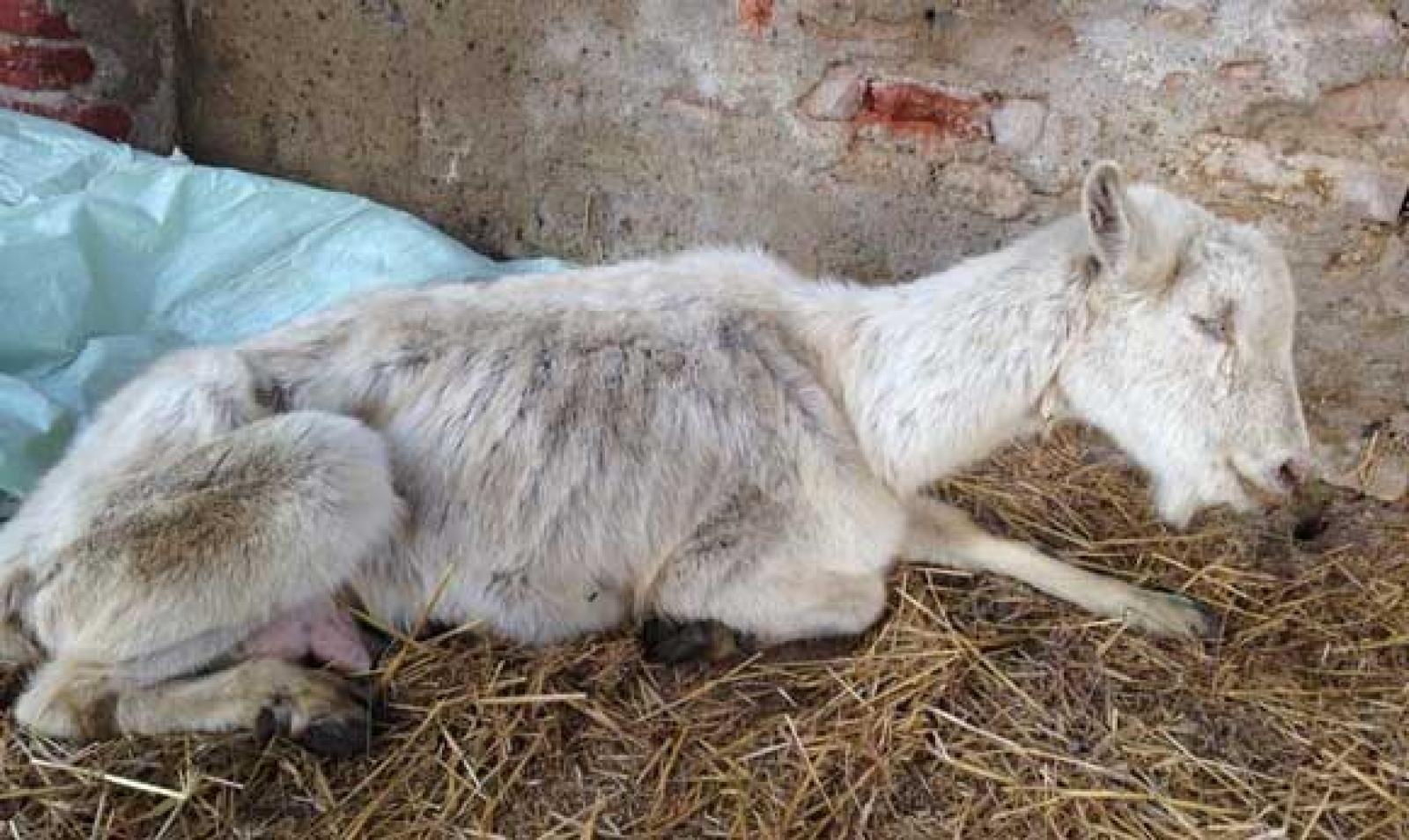 Trovate 18 capre in condizioni estreme