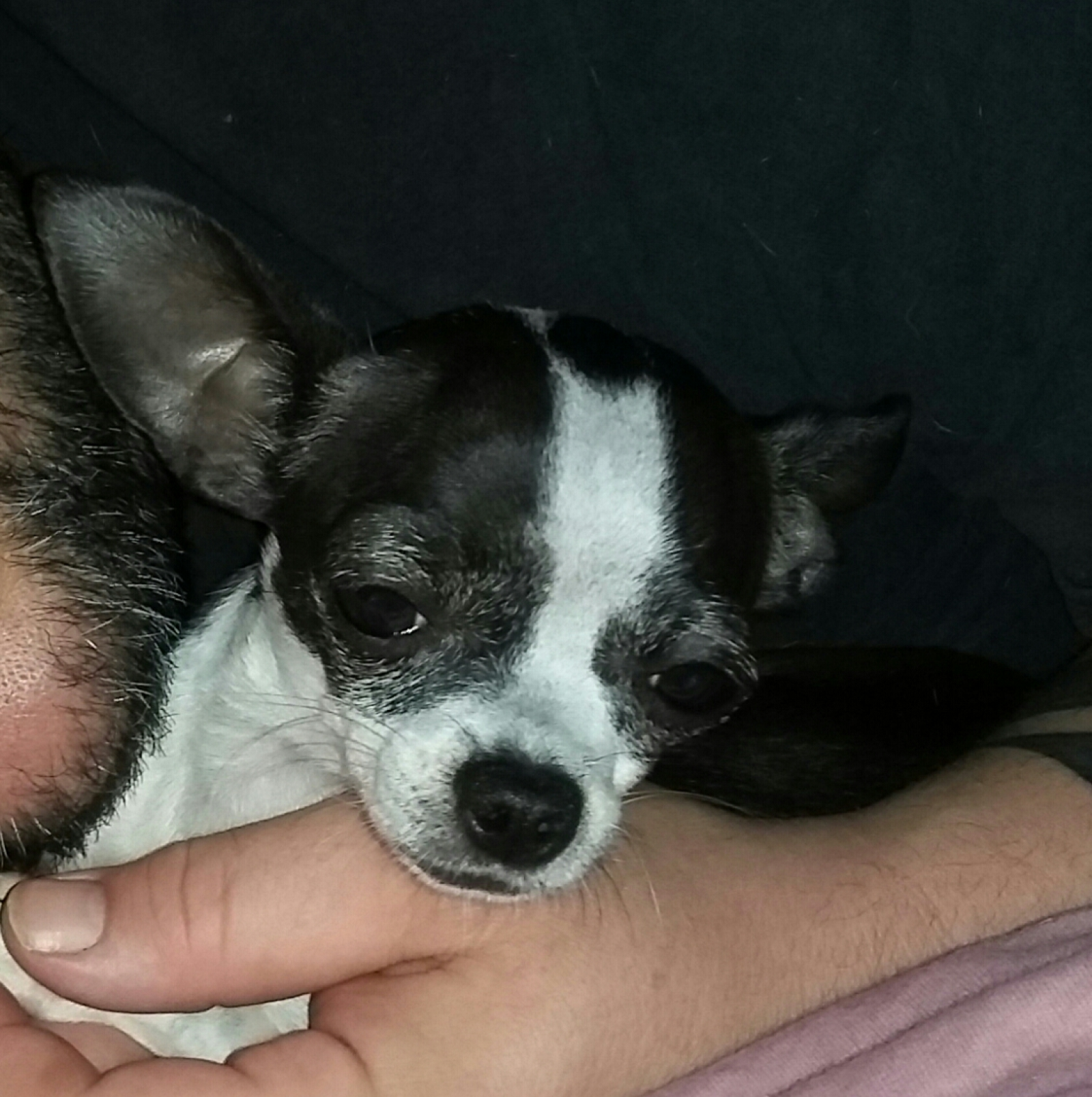 Ladri senza cuore: rubano il cagnolino