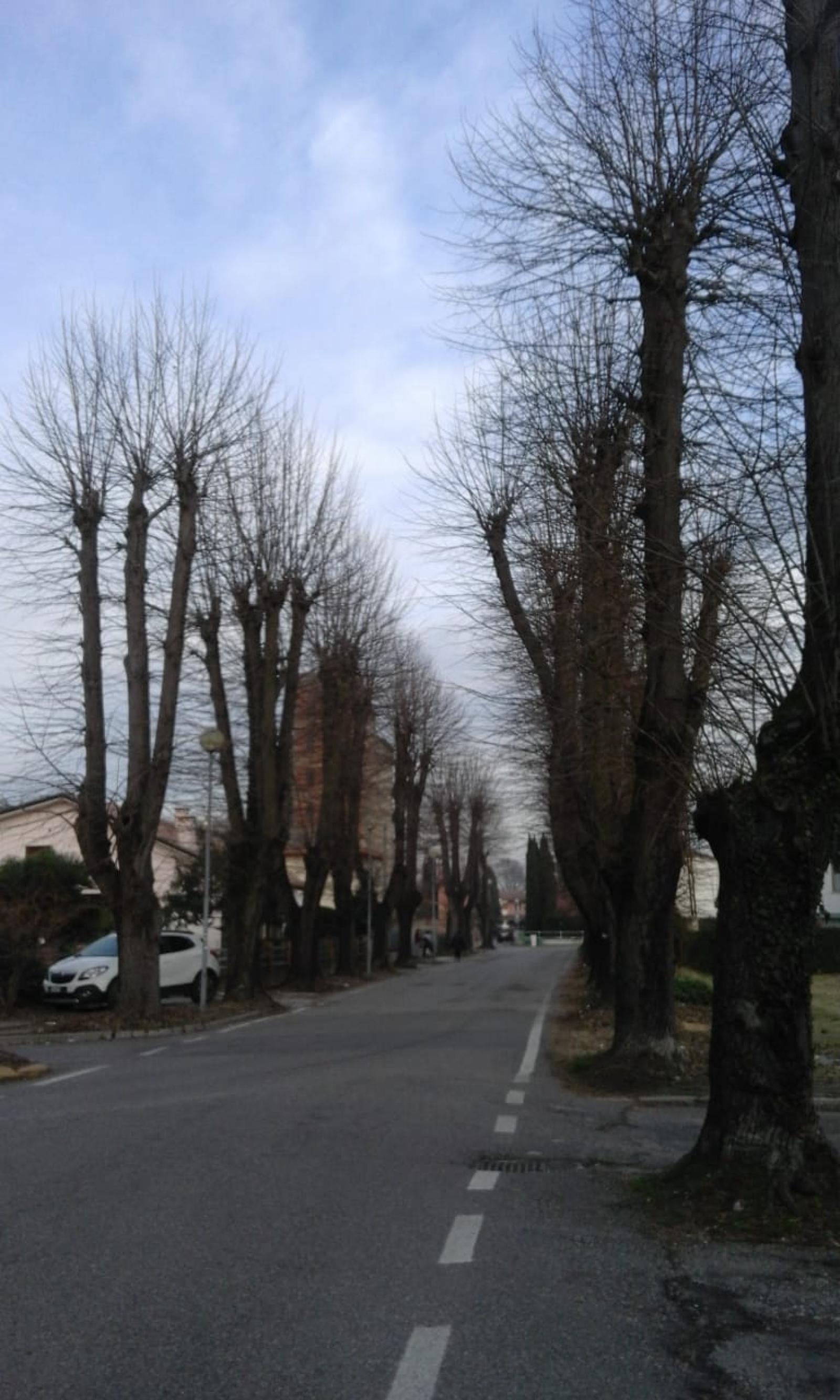 "Salviamo i tigli di via Diodato"