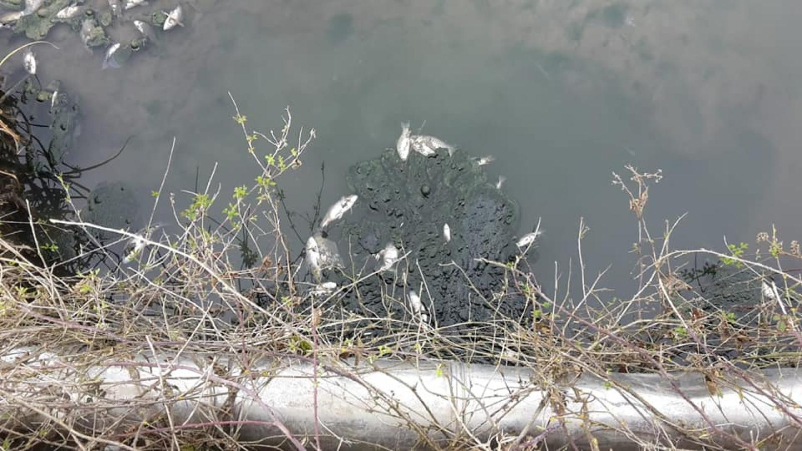 Moria di pesci, indagano i carabinieri forestali