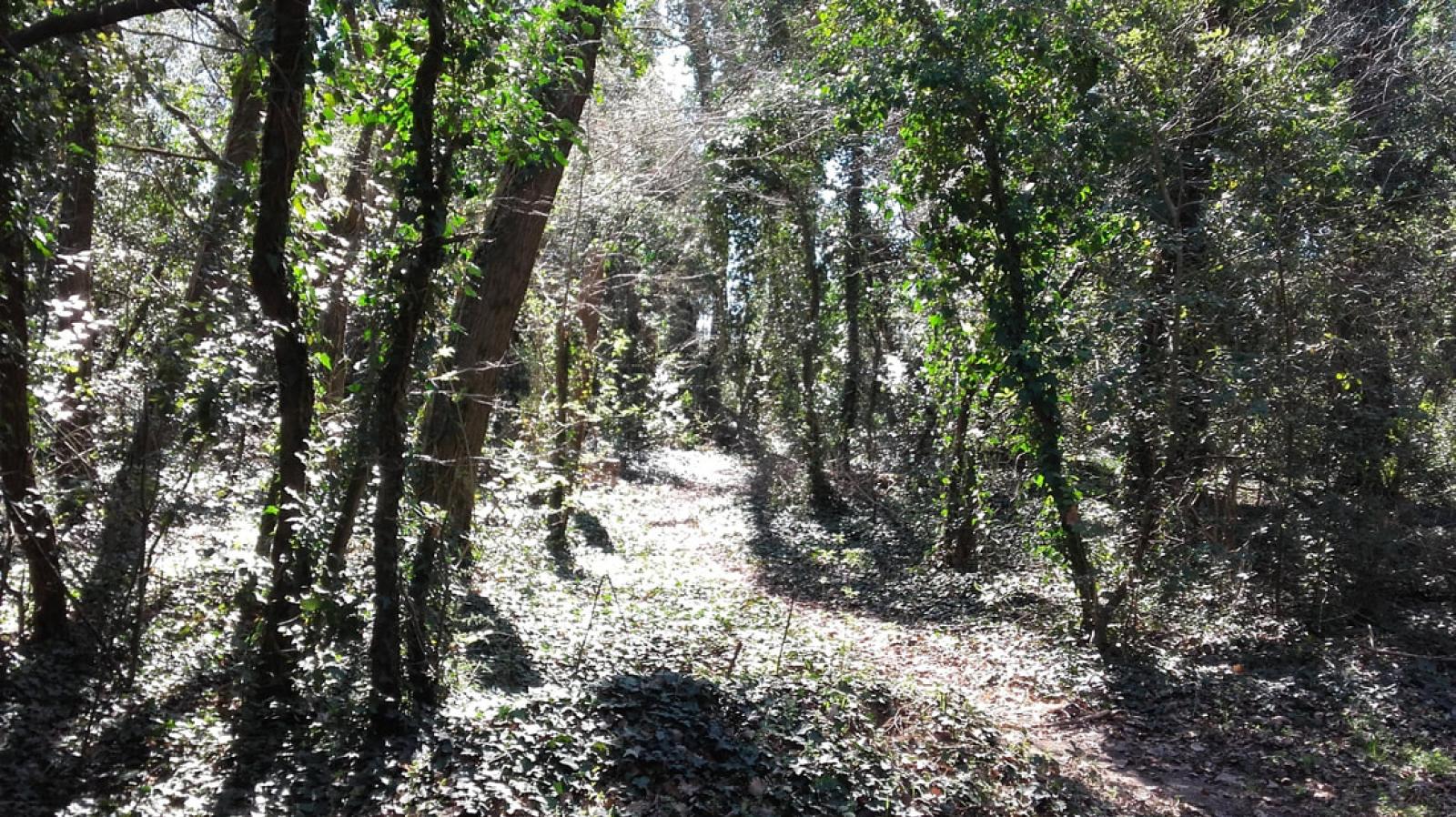 Alla scoperta dei boschi del Polesine