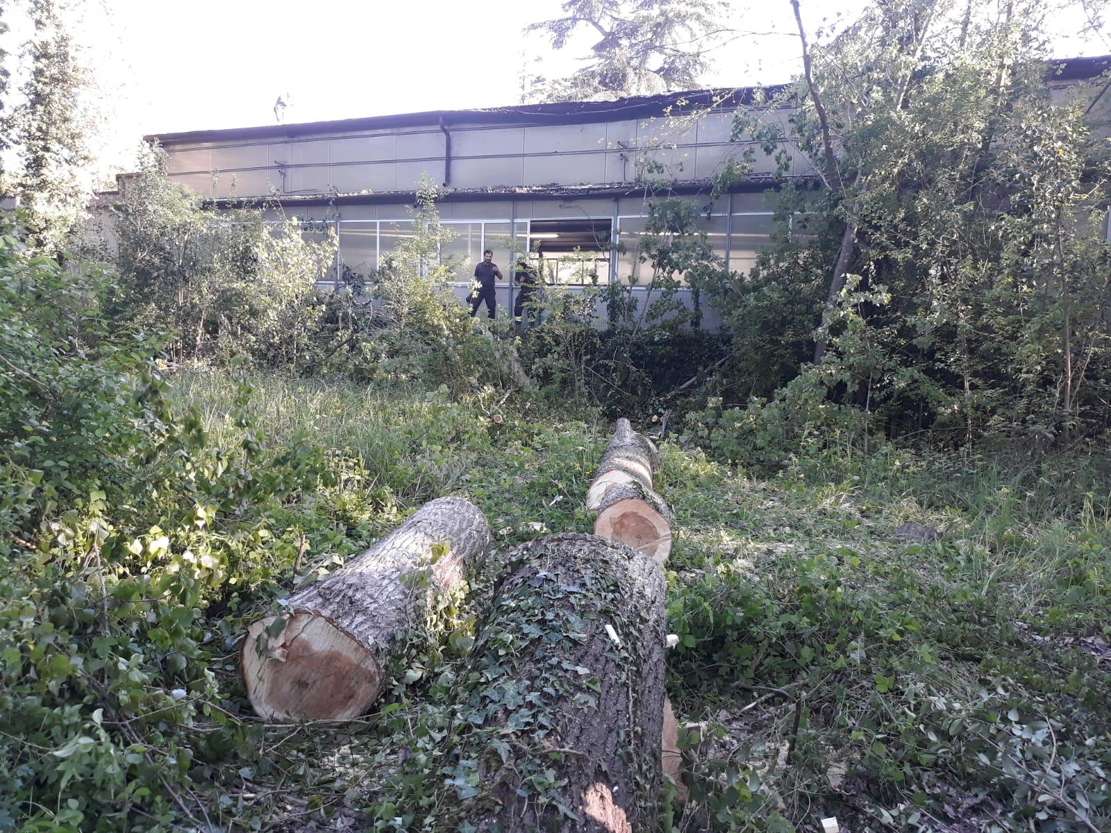 Il presidente Wwf travolto da un albero a Parco Langer