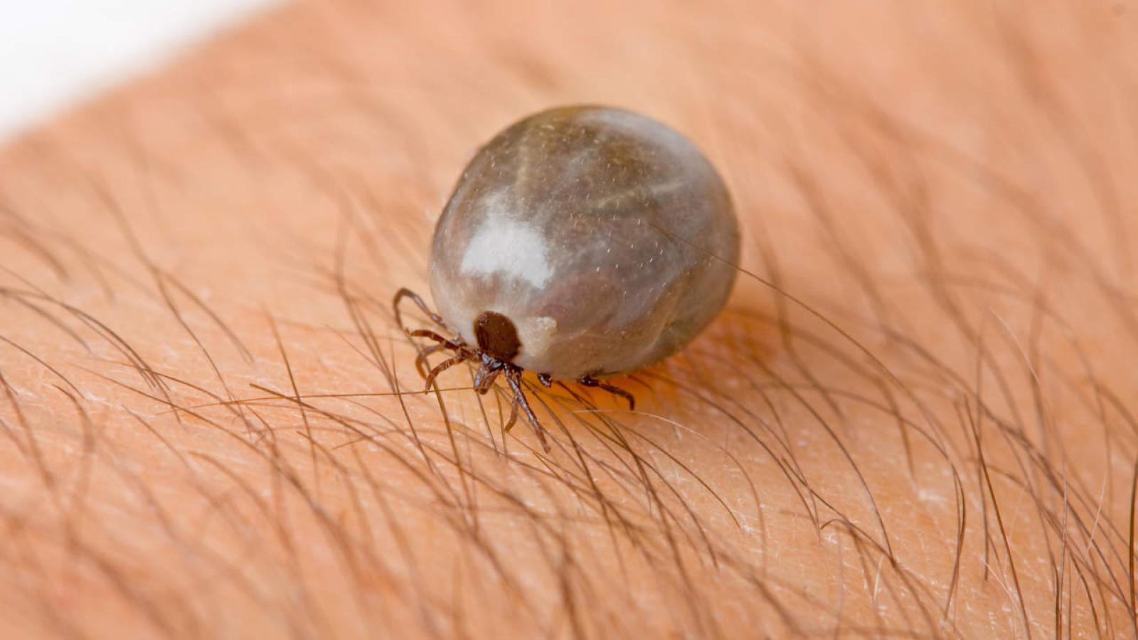 Zecche, nessuna disinfestazione