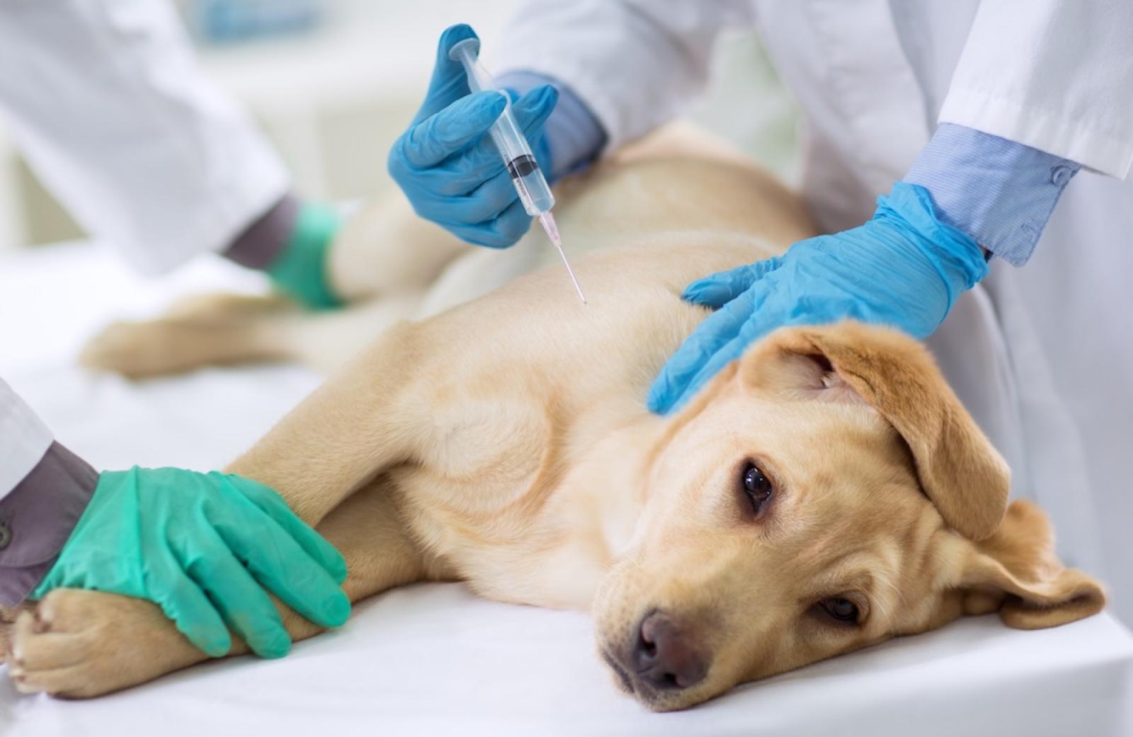 Veleno sull'argine: cani a rischio. Uno &egrave; morto