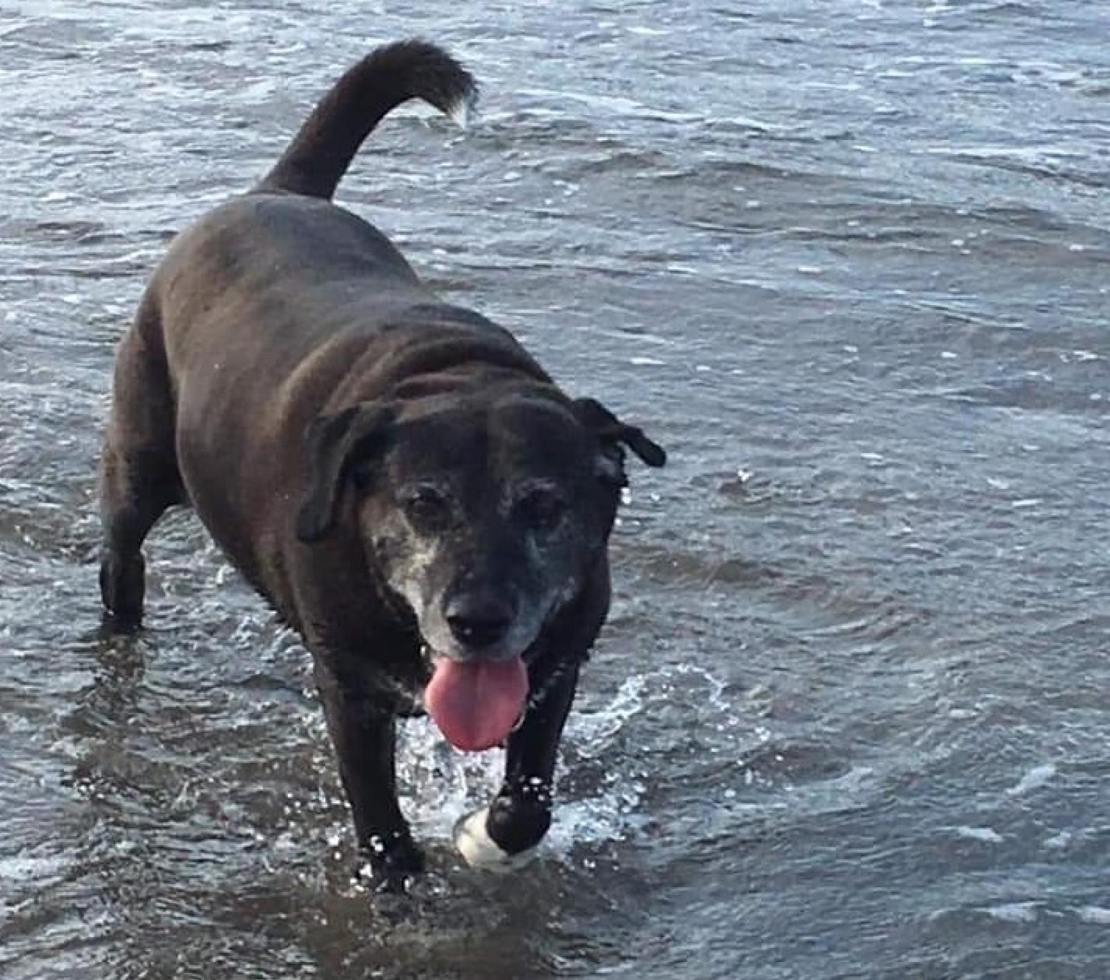 "Sono lei e la sua padrona i veri angeli di Giorgio"